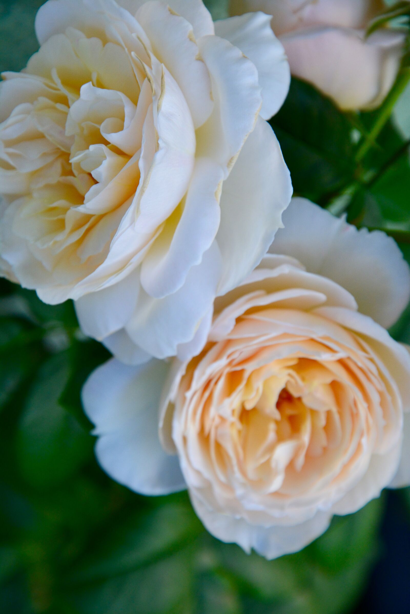 Nikon D5200 sample photo. Roses, flowers, petals photography