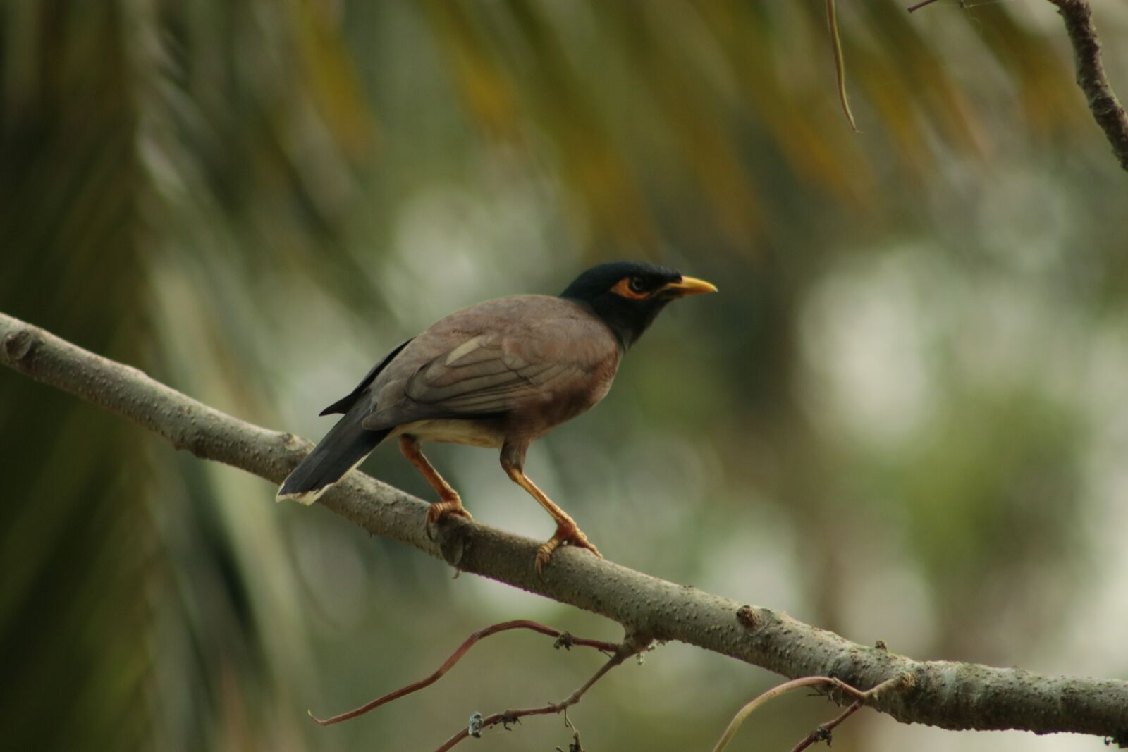 Canon EF75-300mm f/4-5.6 sample photo. Nature, bird, plumage photography