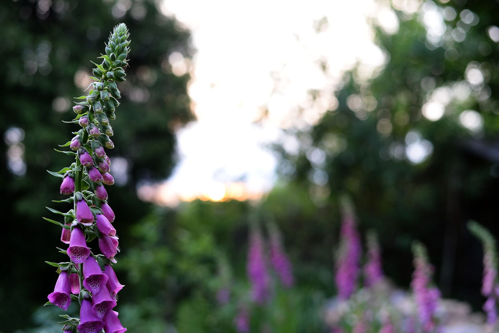 Nikon D3200 sample photo. Focus, flower, nature photography