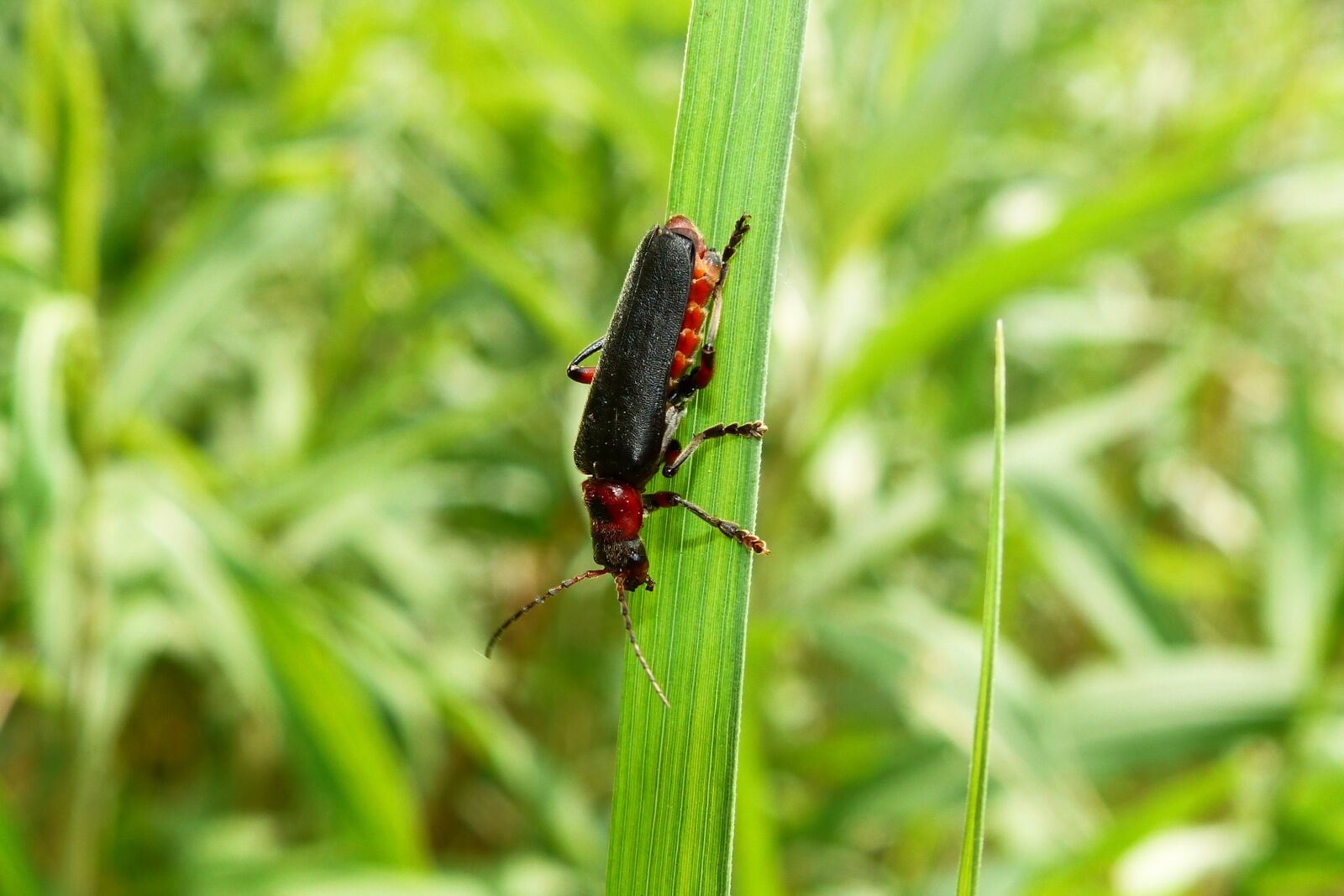 Panasonic Lumix DMC-FZ200 sample photo. Animals, invertebrates, insect photography