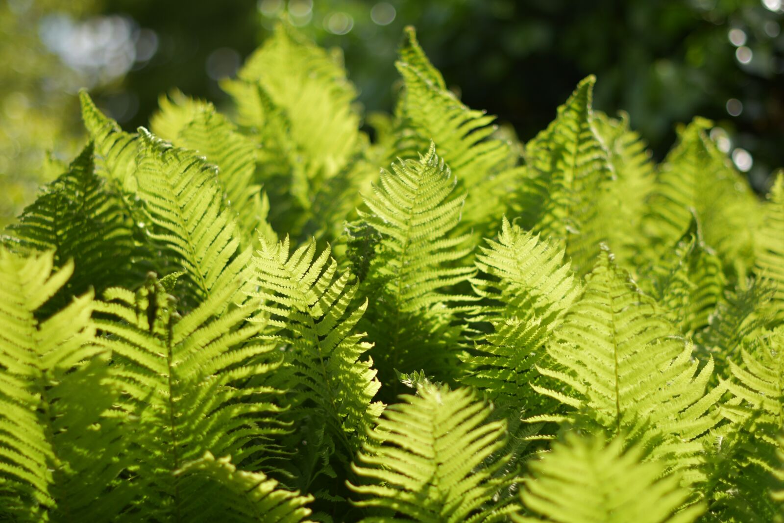 Nikon D5600 sample photo. Plant, leaf, fern photography