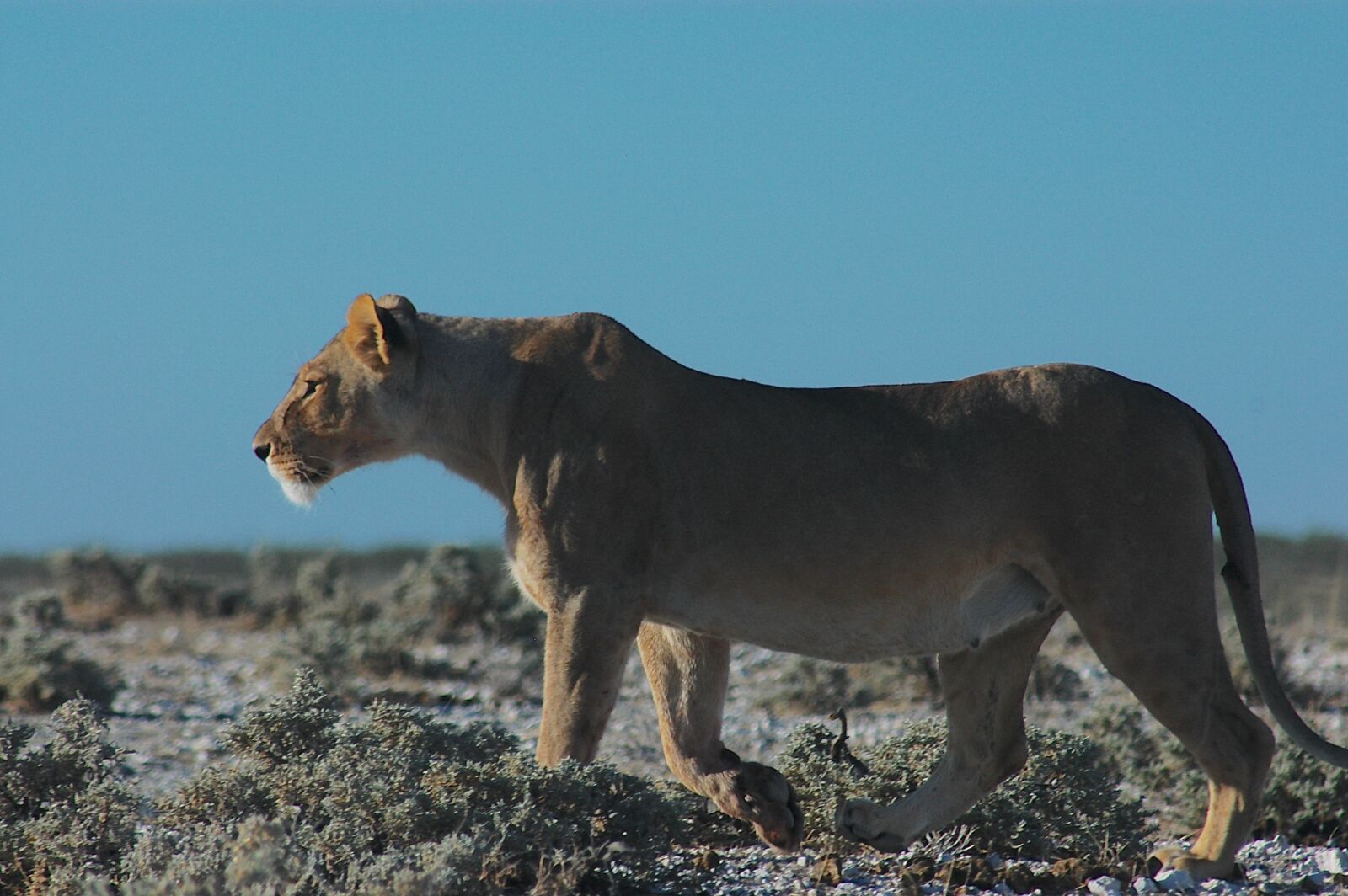 Nikon D100 sample photo. Lion, lioness, africa photography