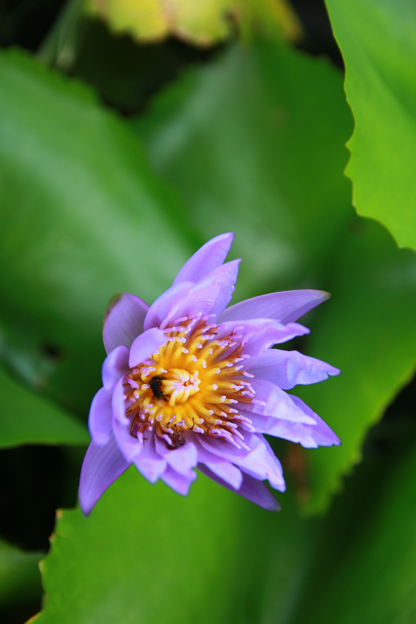 Canon EOS 70D sample photo. Water, lily photography