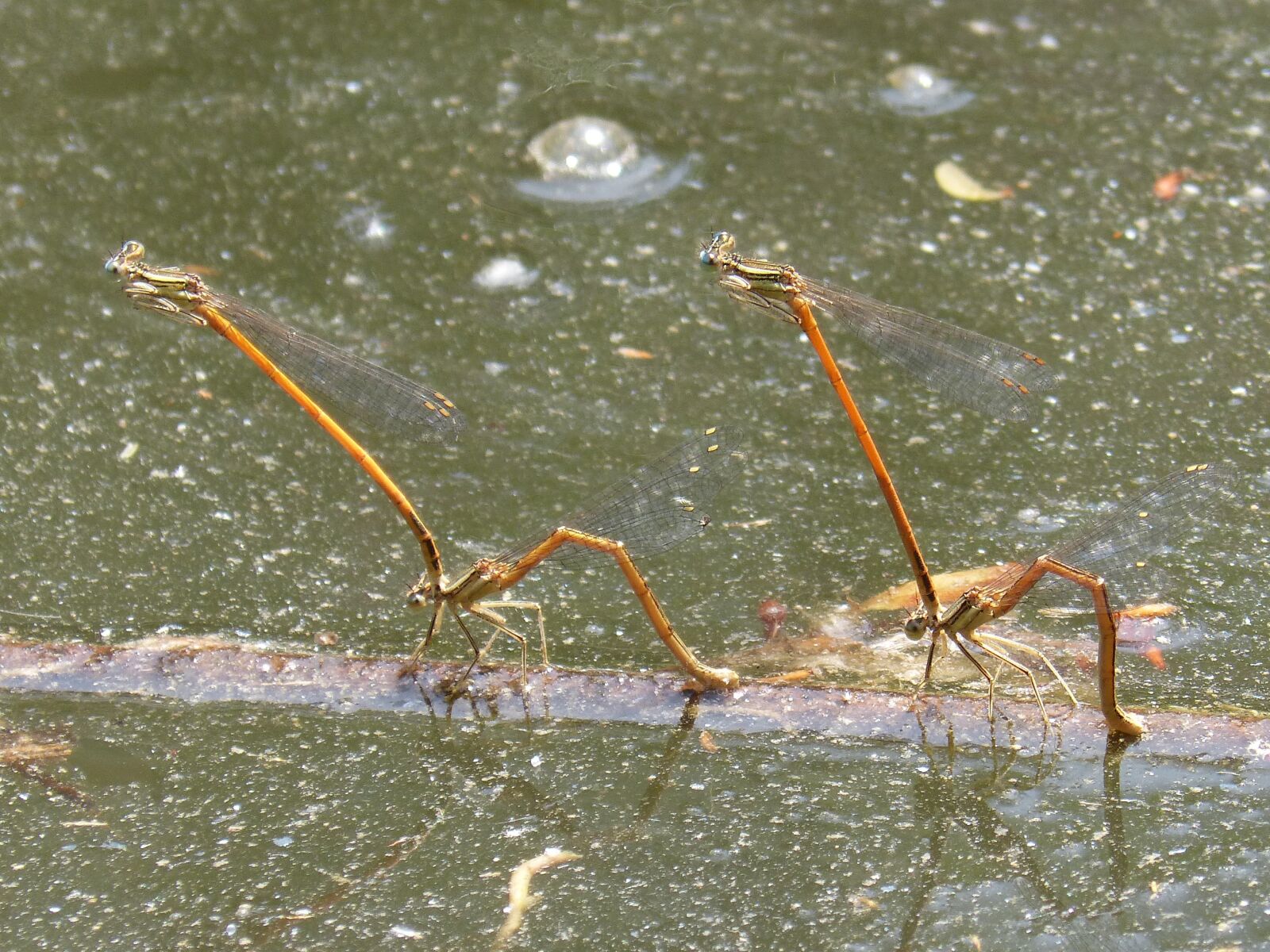 Panasonic DMC-FZ62 sample photo. Dragonflies, damselfly, insects mating photography
