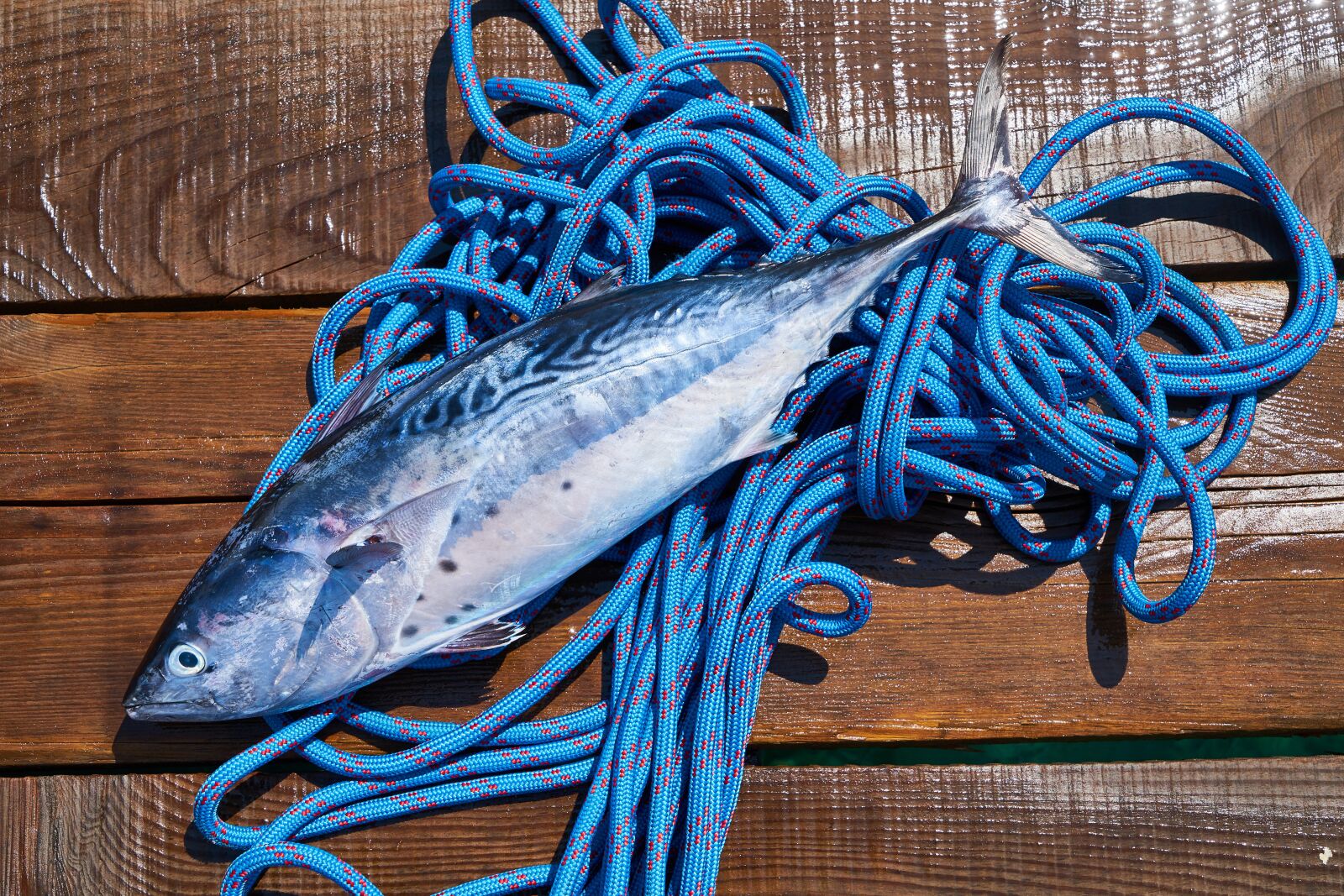 Sony a7R II sample photo. Fish, fresh, food photography