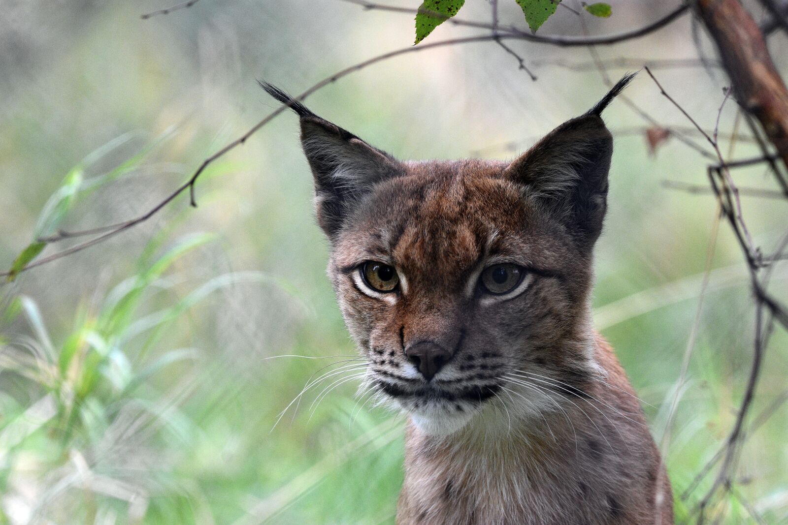 Nikon D3400 sample photo. Lynx, feline, cat photography