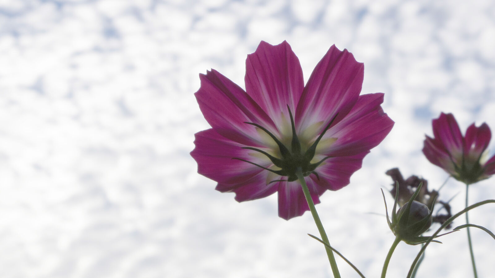 Pentax Q10 sample photo. Flower photography
