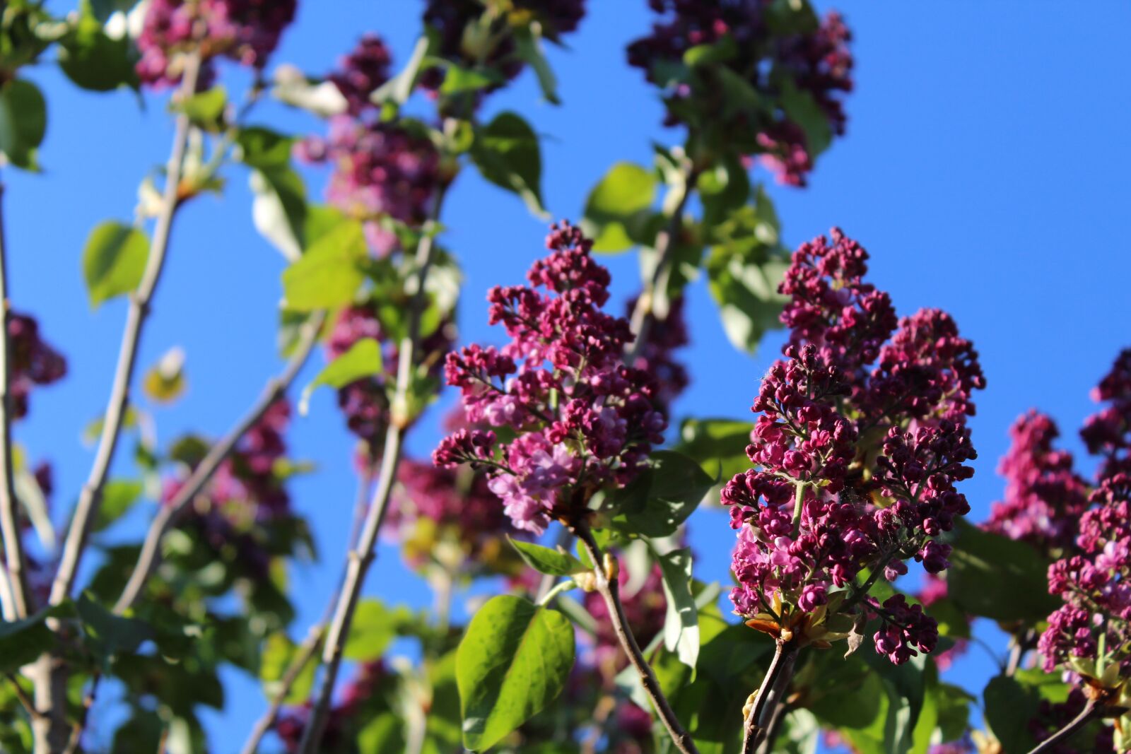 Canon EOS 1300D (EOS Rebel T6 / EOS Kiss X80) sample photo. Lilac, purple, spring photography