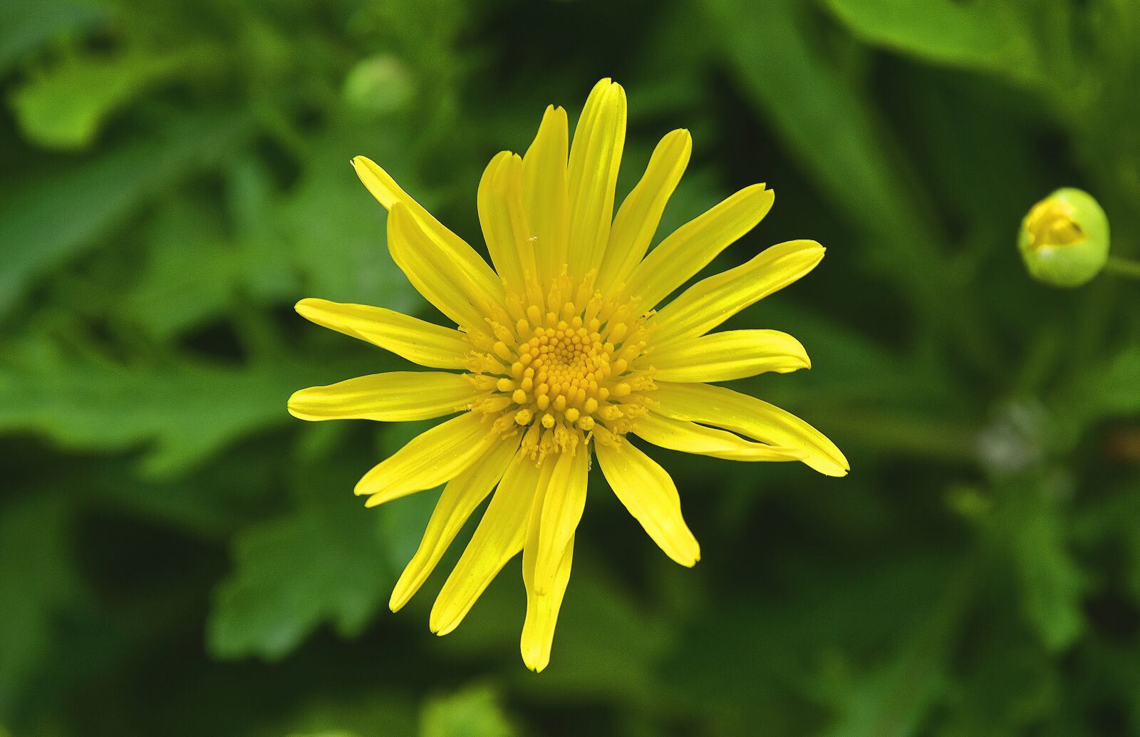 Nikon D7200 sample photo. Nature, summer, plant photography