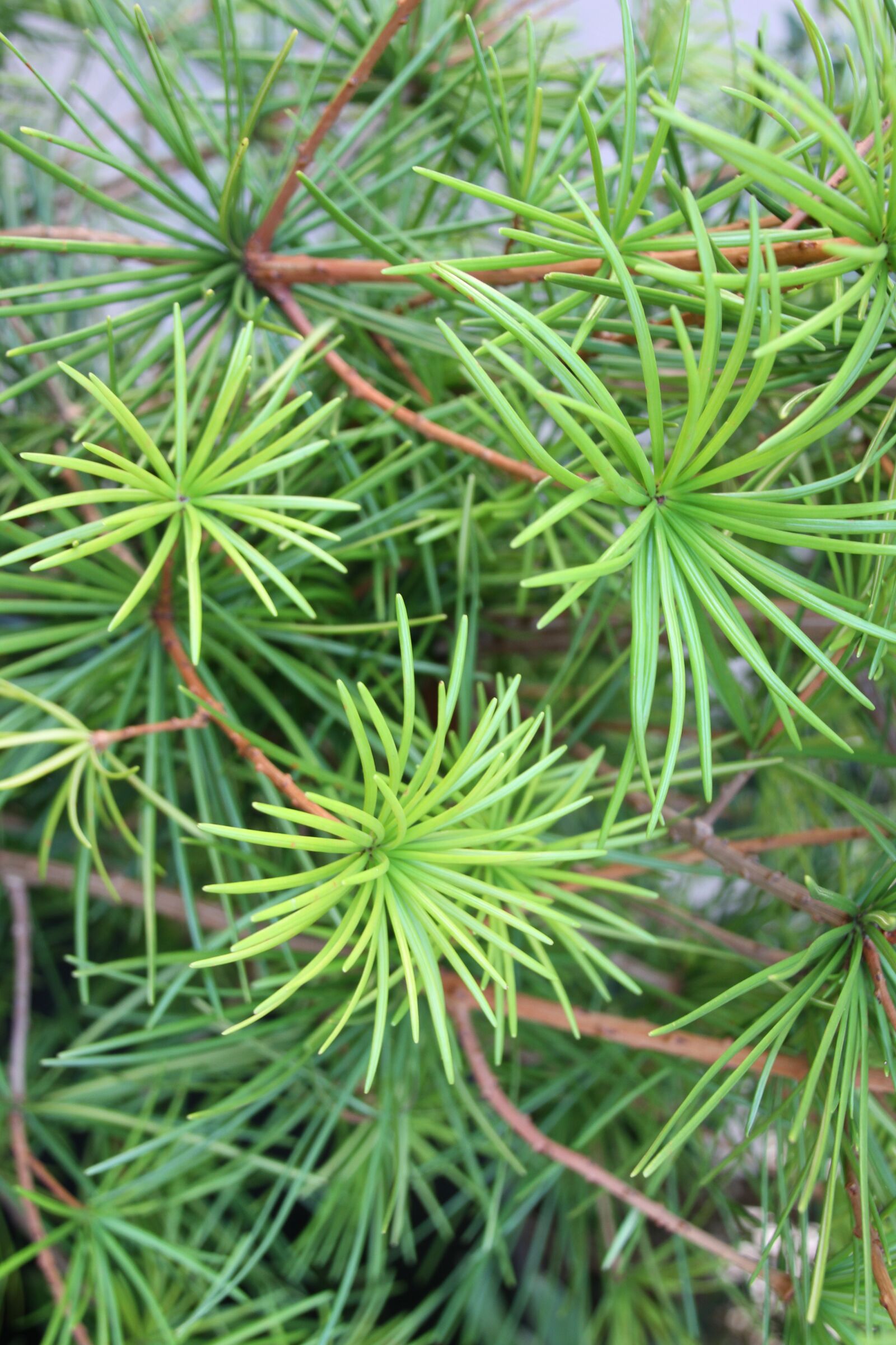 Canon EOS 7D sample photo. Tree, needles, conifer photography