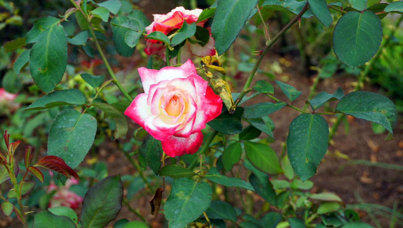 Sony a6000 sample photo. Roses photography