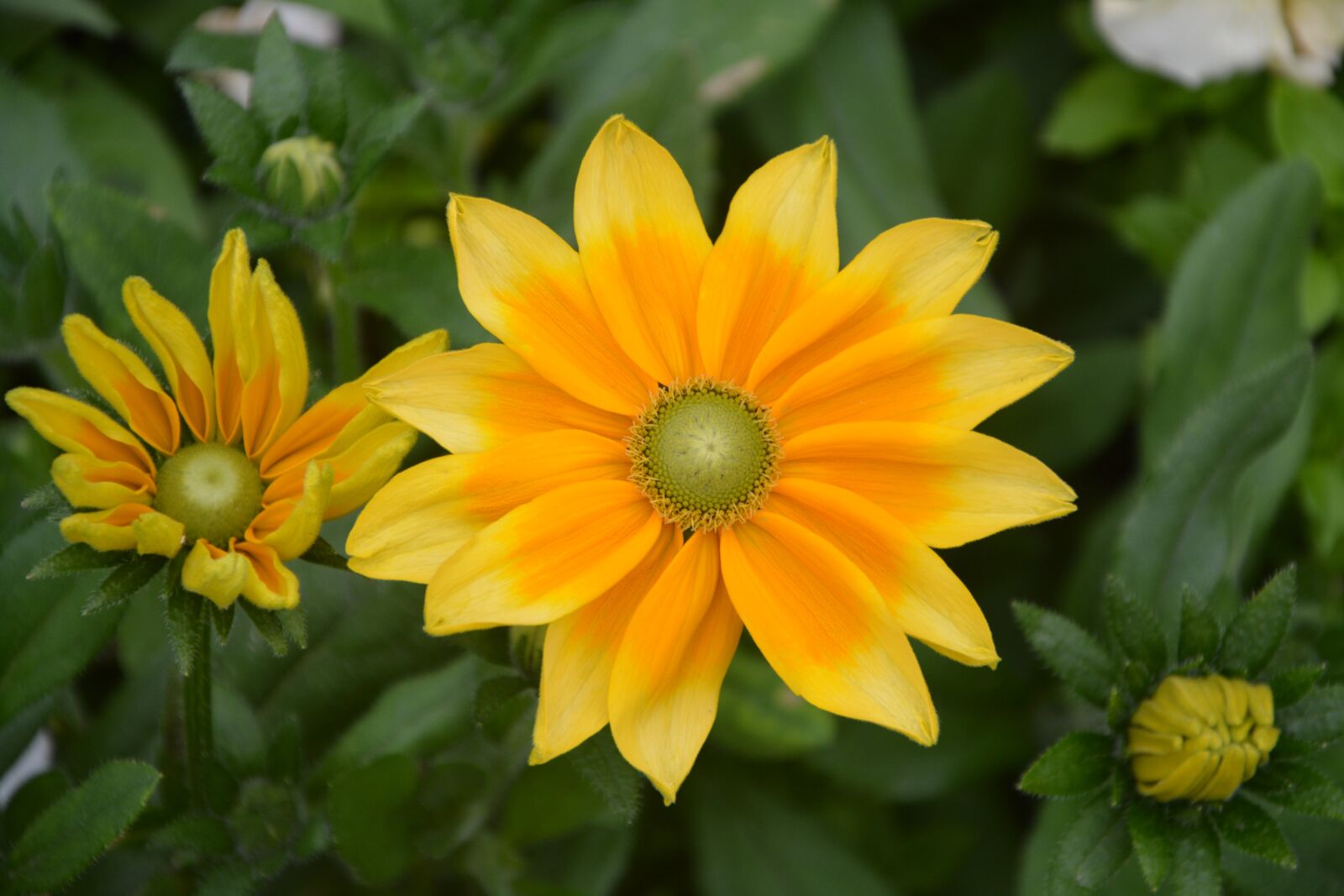 Nikon D5200 sample photo. Summer flowers, yellow, orange photography