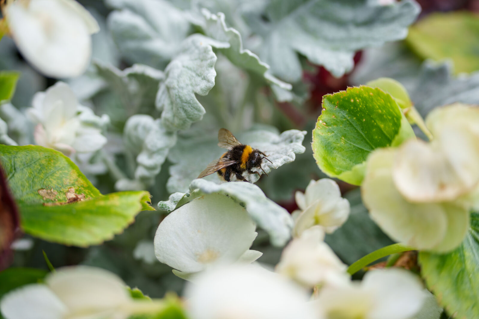 Tamron 50-300mm F4.5-6.3 Di III VC VXD sample photo. Busy bumblebee photography