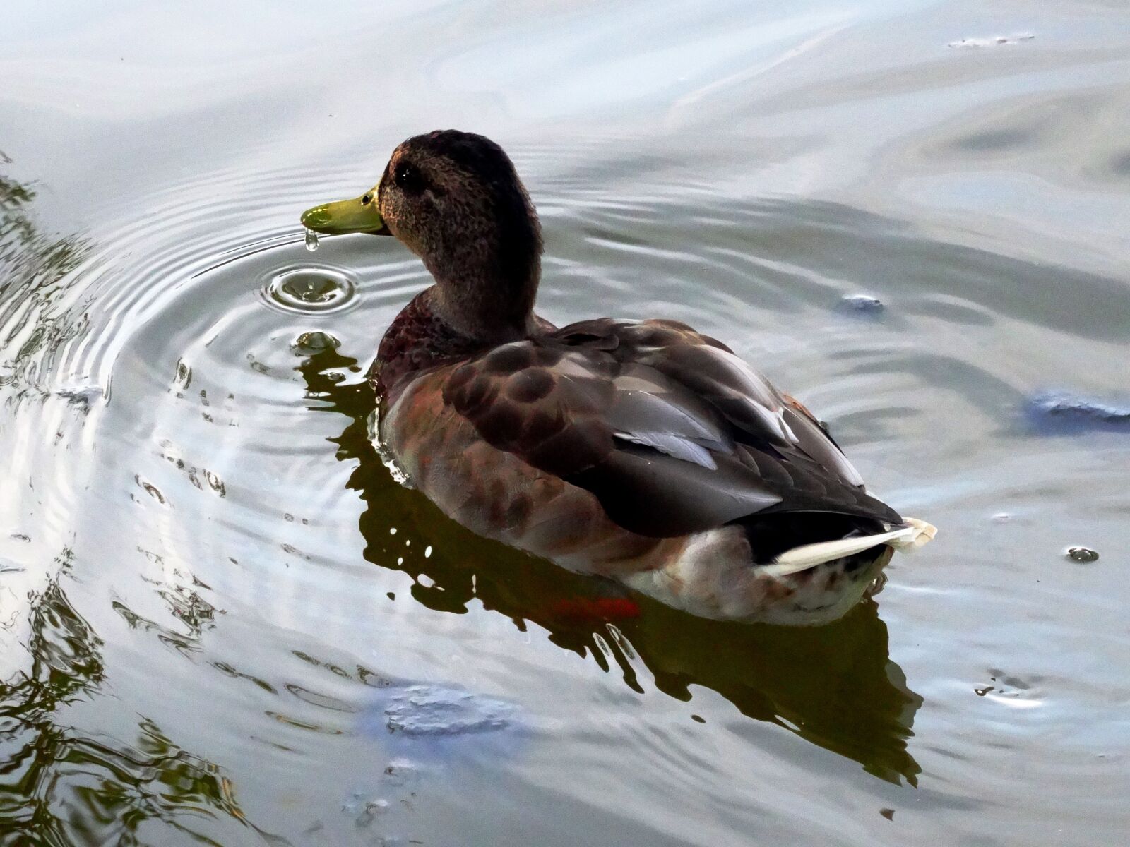 Sony Cyber-shot DSC-HX50V sample photo. Duck, pond, water photography