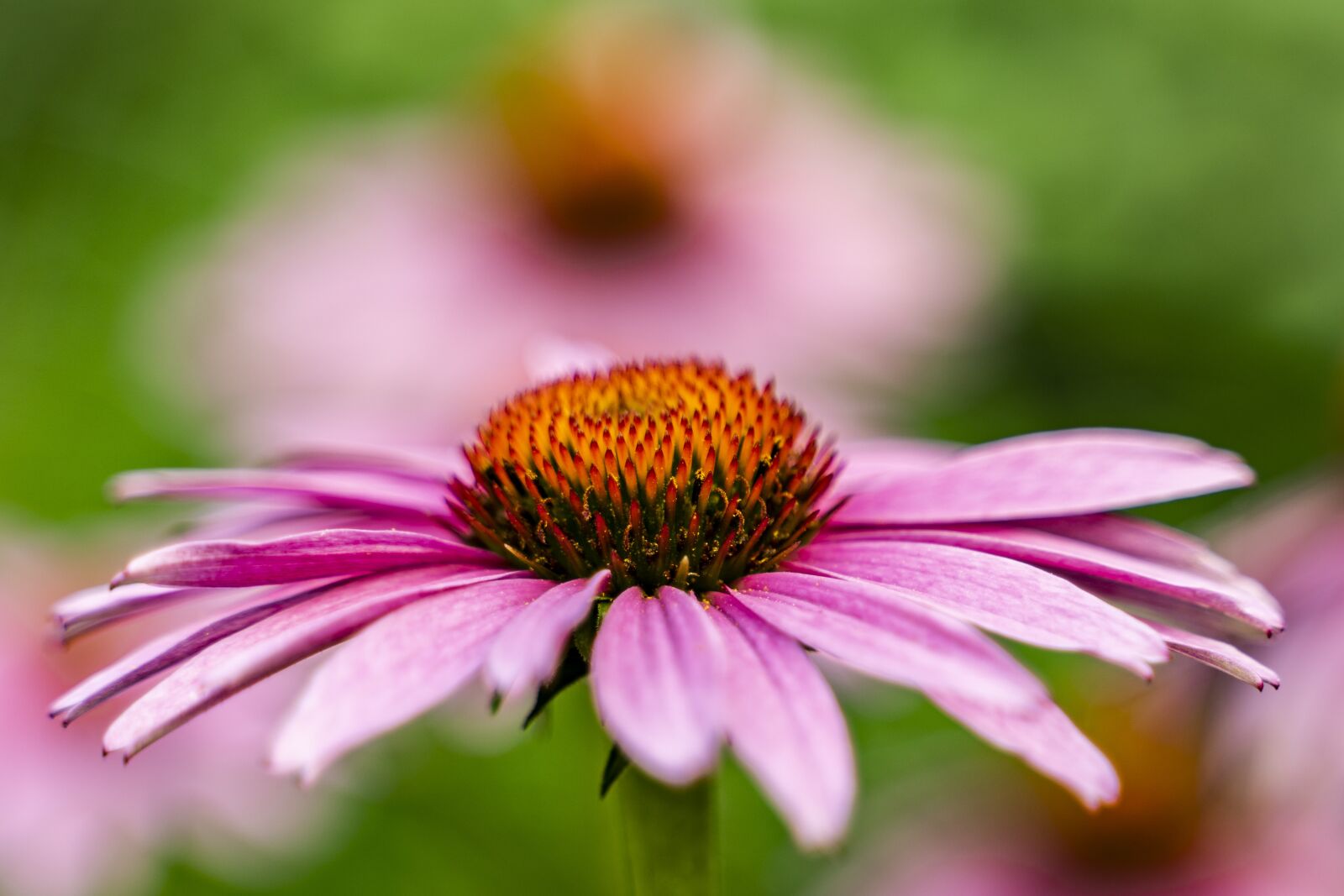 Tamron 28-75mm F2.8 Di III RXD sample photo. Flowers, green, spring photography