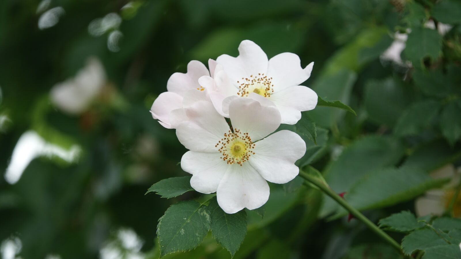 Sony Cyber-shot DSC-RX10 III sample photo. Wild rose, field, nature photography