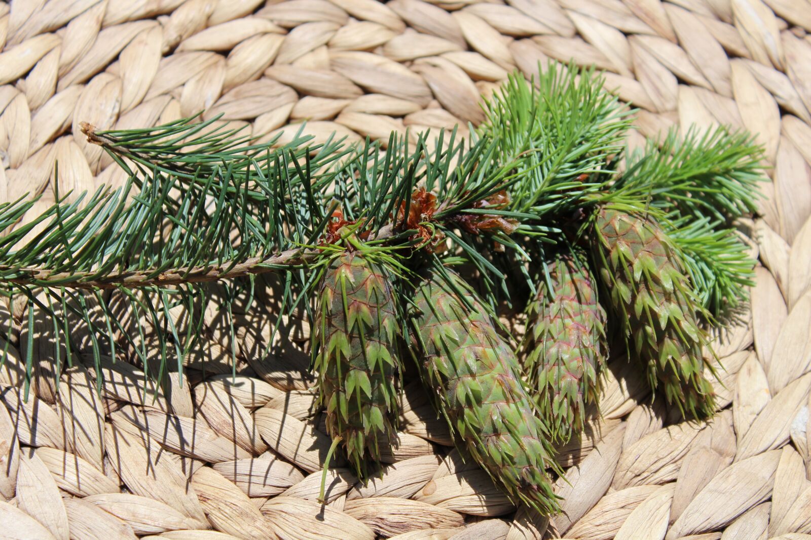 Canon EOS 700D (EOS Rebel T5i / EOS Kiss X7i) sample photo. Cones, summer, cone photography