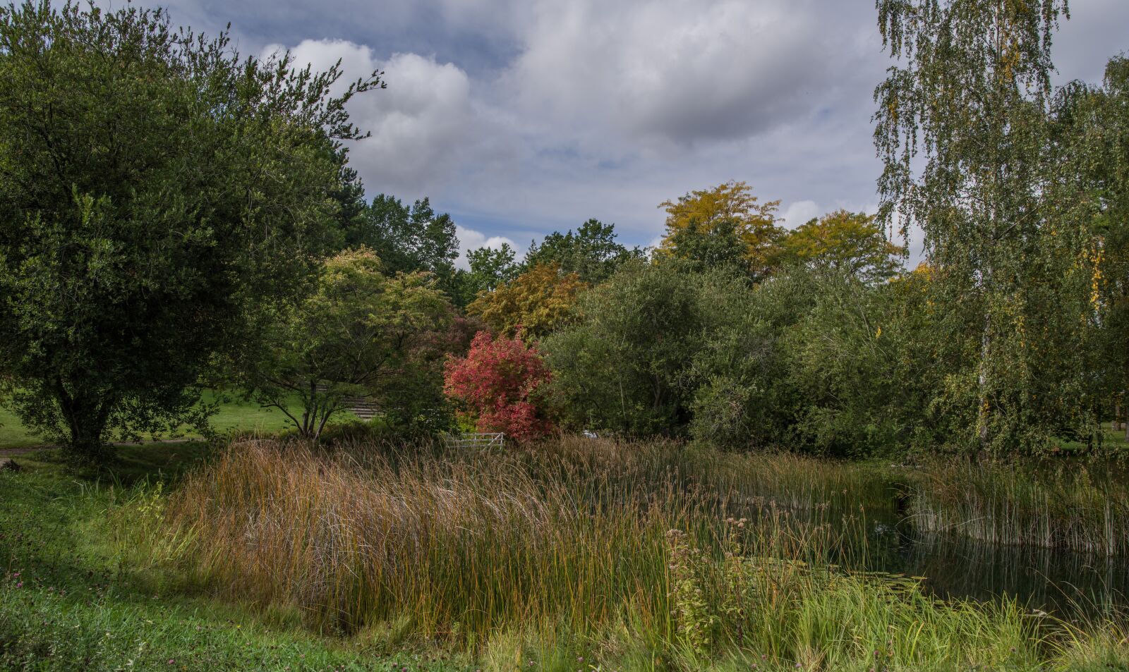 Pentax K-1 Mark II sample photo. Autumn, nature, trees photography