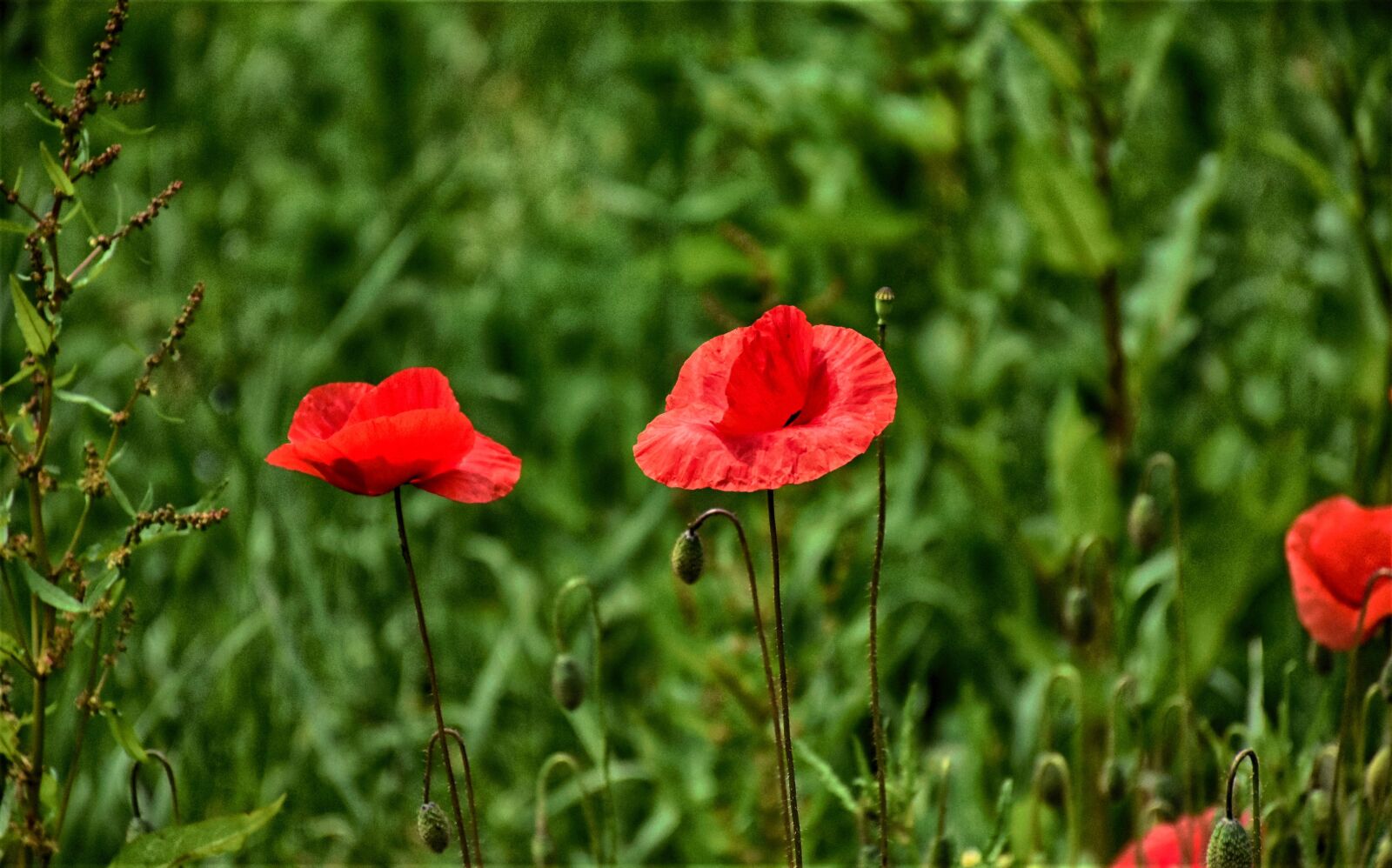 Nikon D7200 sample photo. Poppy, flower, blossom photography