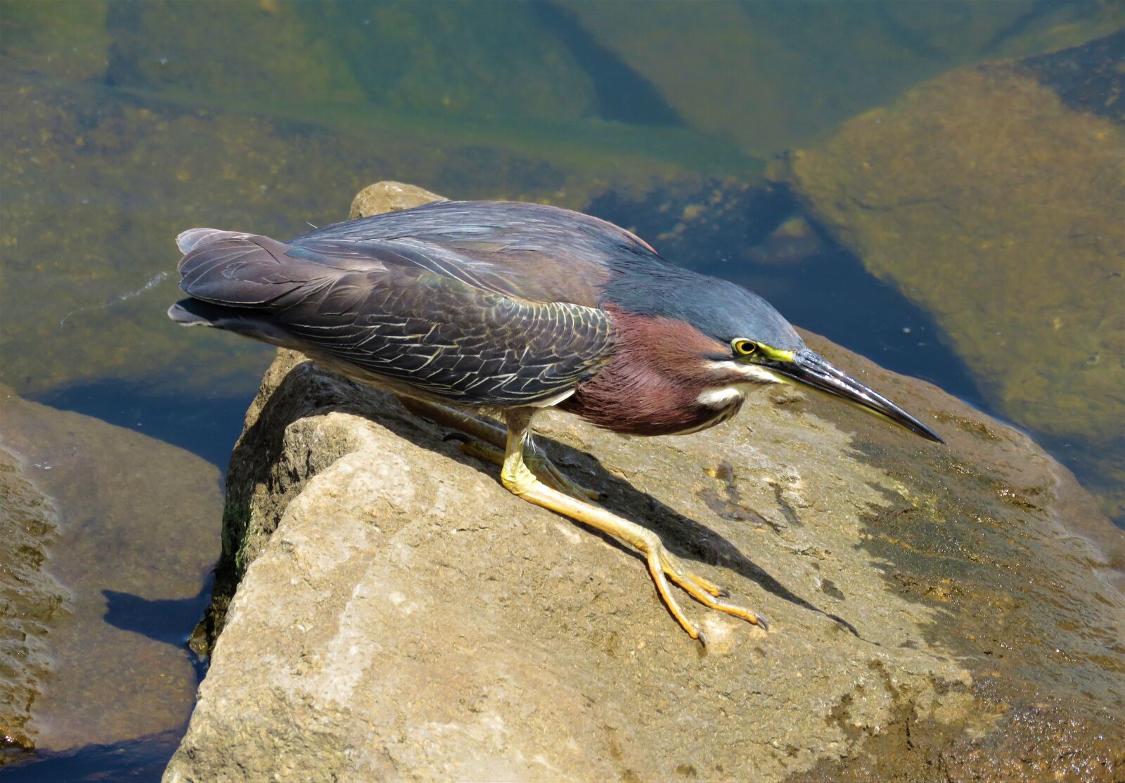Canon PowerShot SX60 HS sample photo. Waterfowl, fisher, bird photography