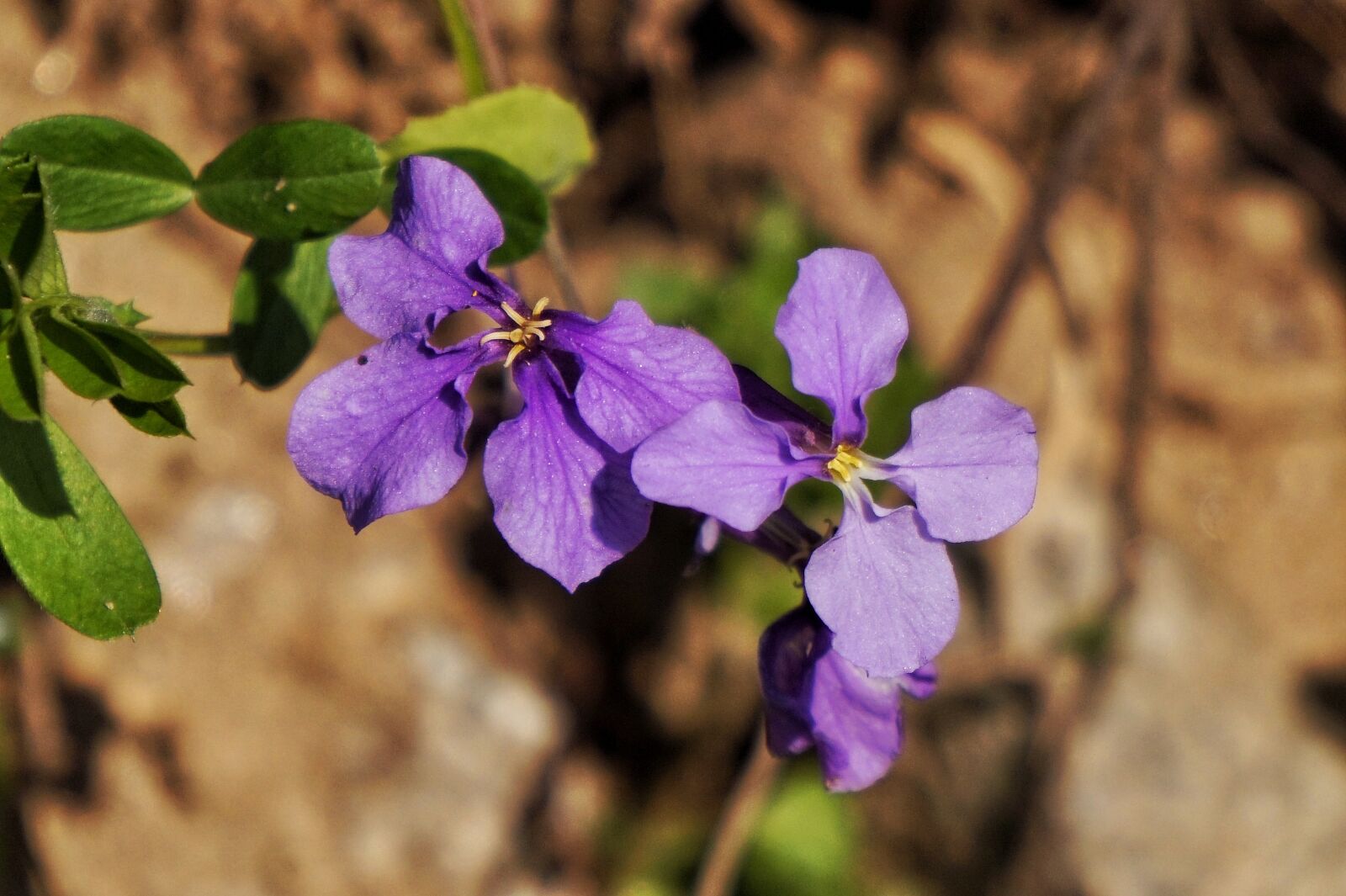 Sony Alpha a5000 (ILCE 5000) + Sony E 55-210mm F4.5-6.3 OSS sample photo. Nature, under bush, clean photography