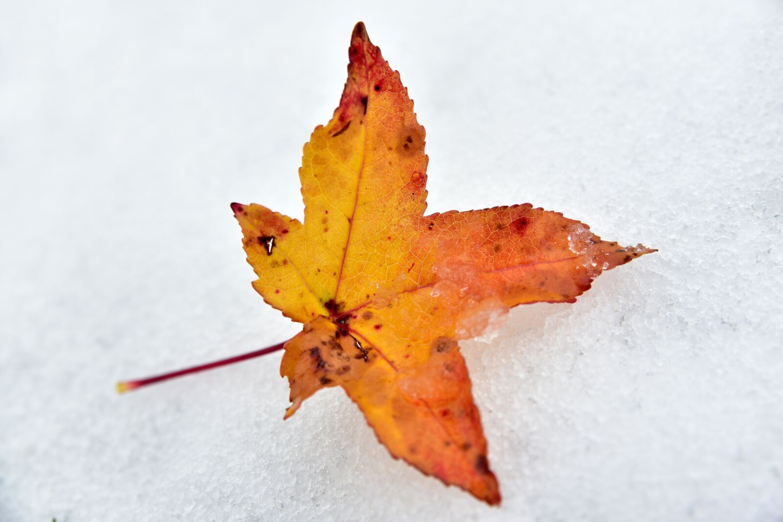 Nikon D750 sample photo. Leaf, snow, autumn photography