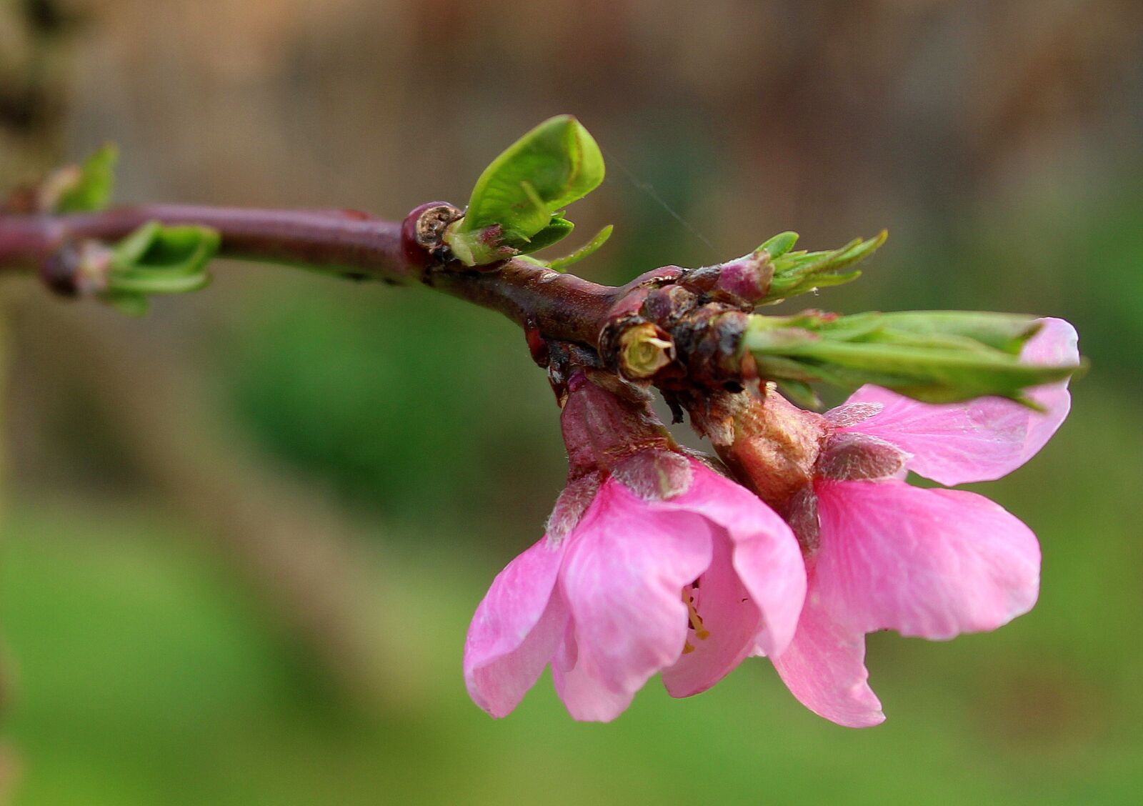 Canon EOS 1200D (EOS Rebel T5 / EOS Kiss X70 / EOS Hi) sample photo. Peach, fruit trees, flowering photography