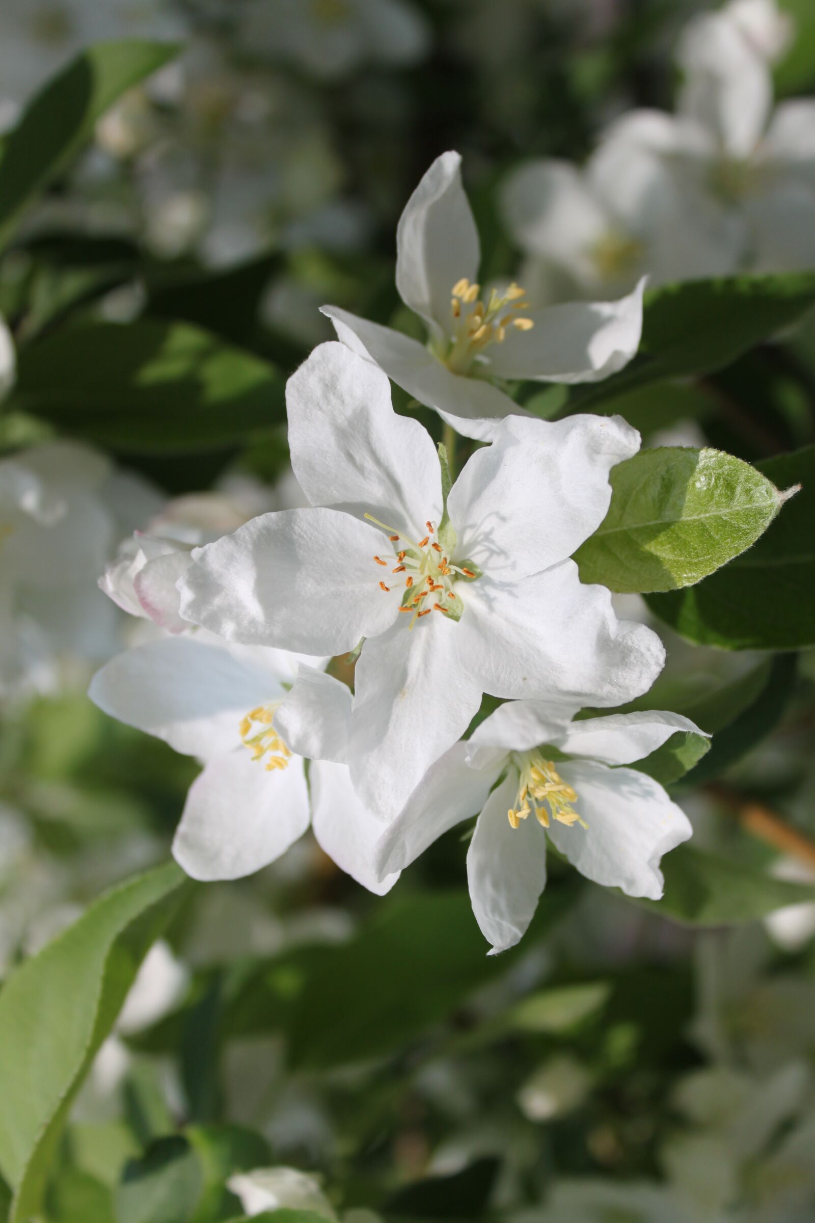Canon EOS 500D (EOS Rebel T1i / EOS Kiss X3) sample photo. Flower, nature, bloom photography