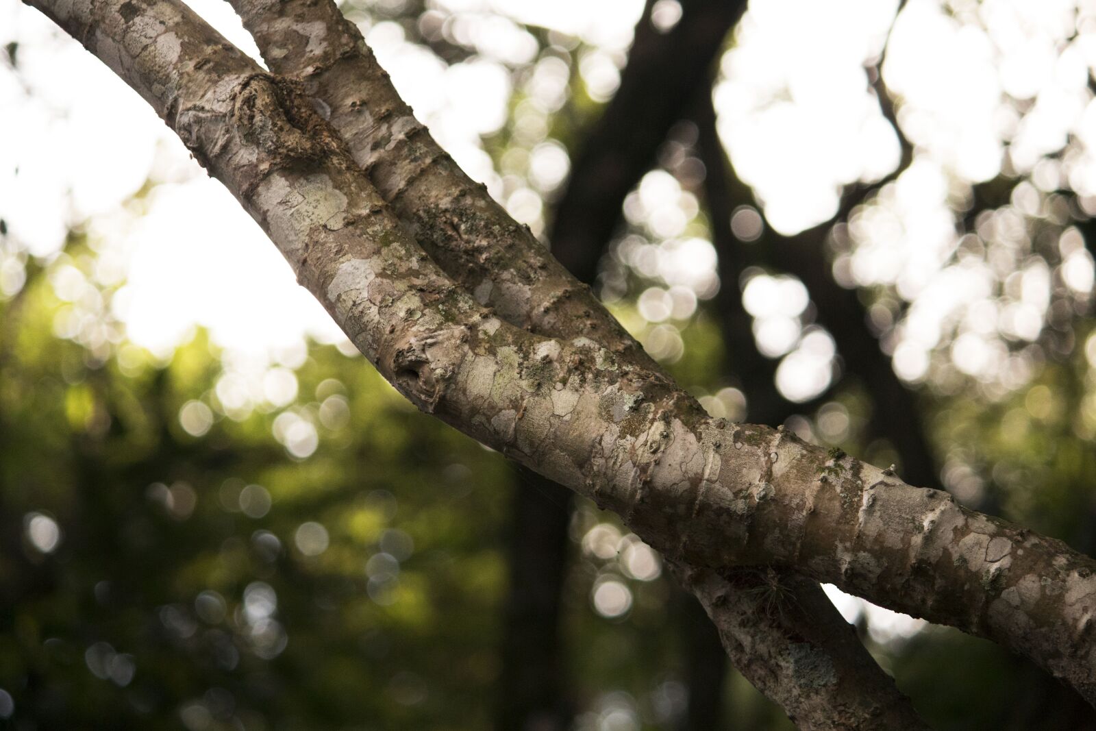 Canon EOS 1300D (EOS Rebel T6 / EOS Kiss X80) sample photo. Trunk, tree, wood photography