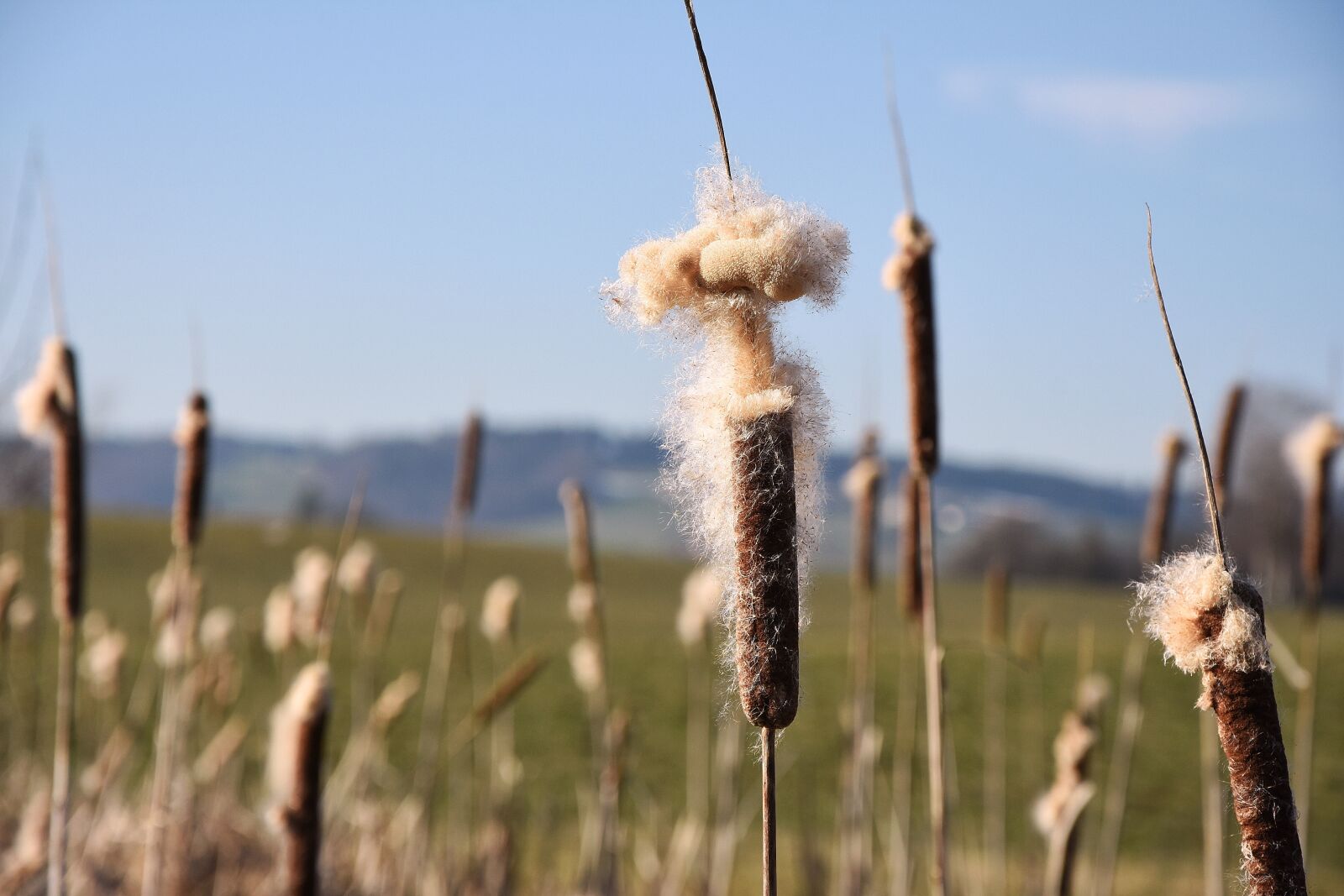 Nikon D7200 sample photo. Pipe cleaner, hairy, plant photography