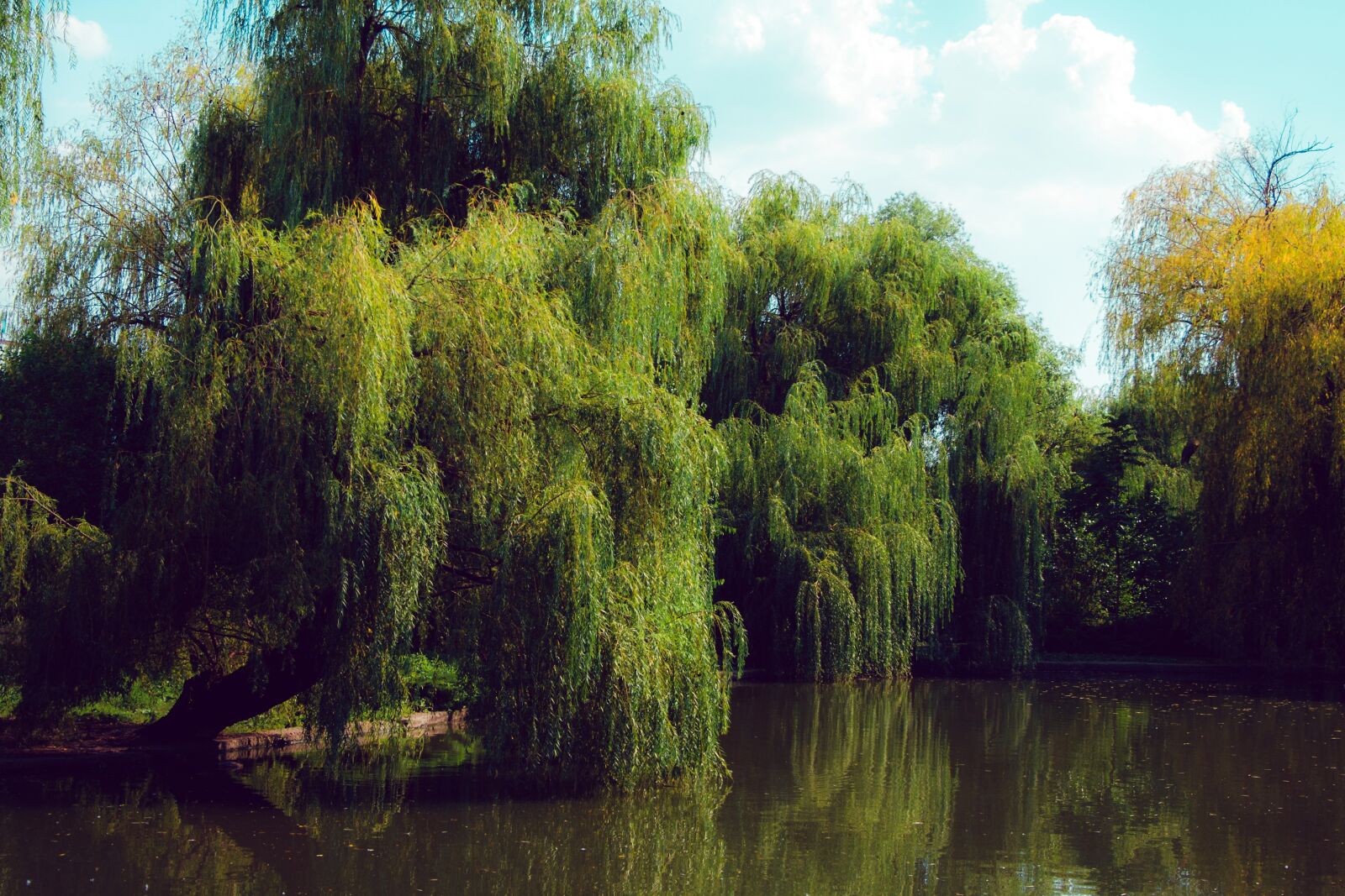 Canon EF-S 18-55mm F3.5-5.6 II sample photo. Pond, willow, water photography