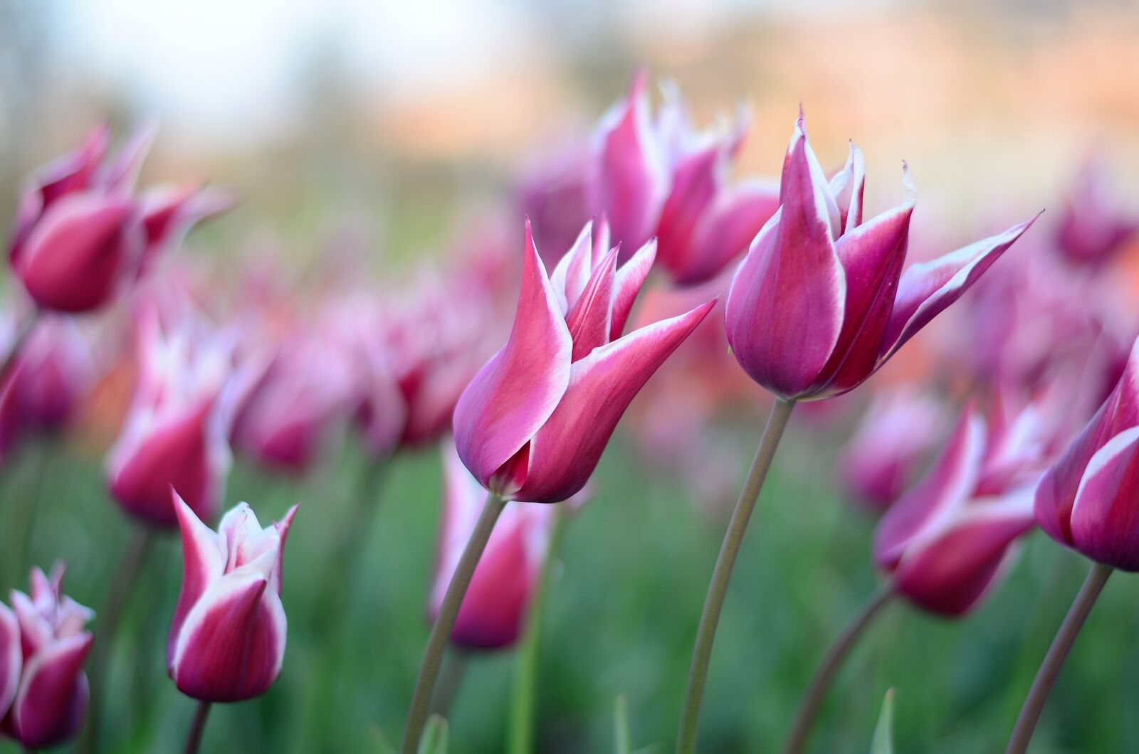 Nikon D5100 sample photo. Tulips, flower, macro photography