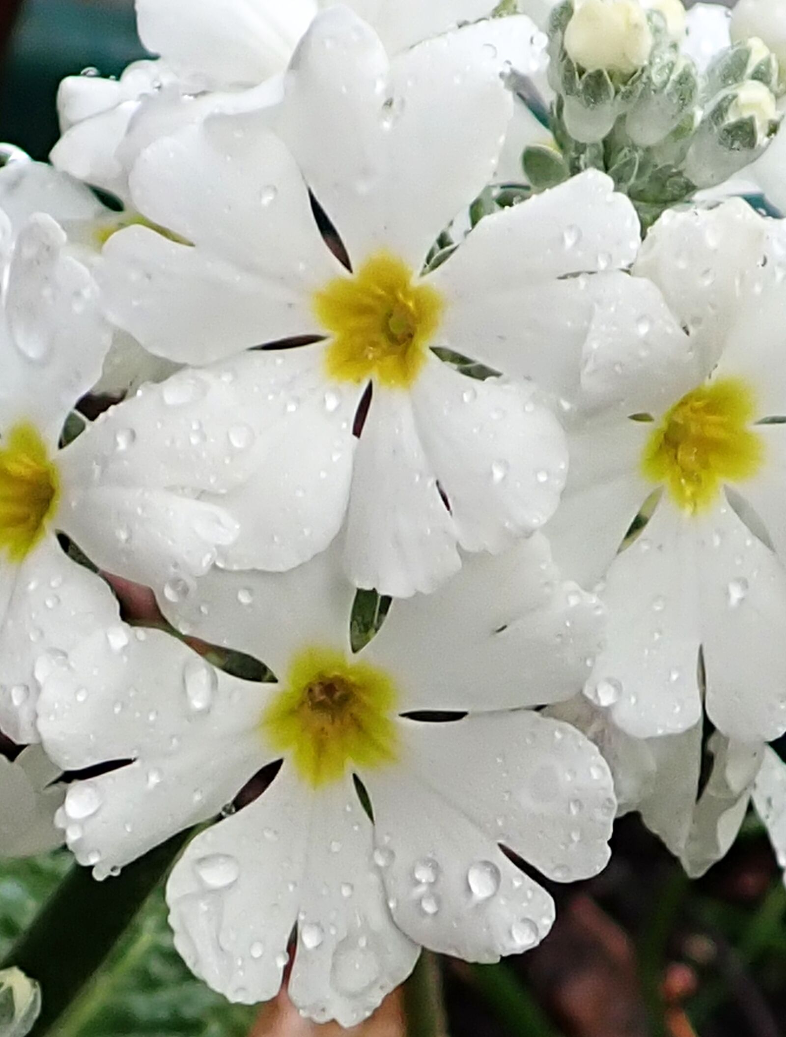Olympus TG-5 sample photo. Flowers, primula, white photography
