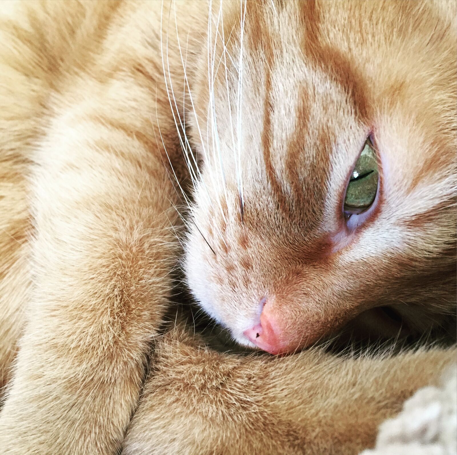 Apple iPhone 6 sample photo. Cat, eye, cat's eye photography