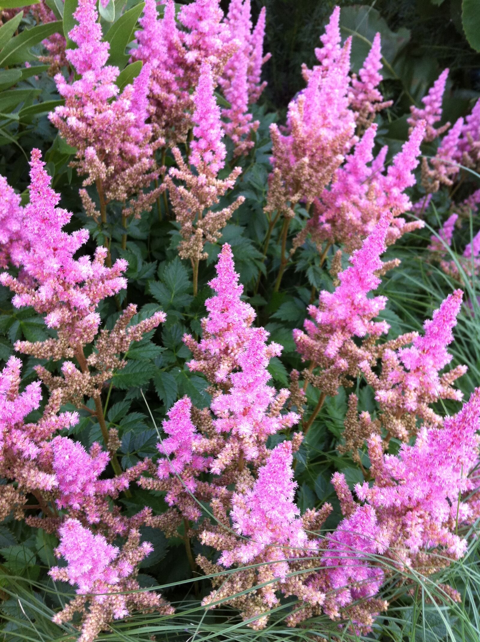 Apple iPhone 4 sample photo