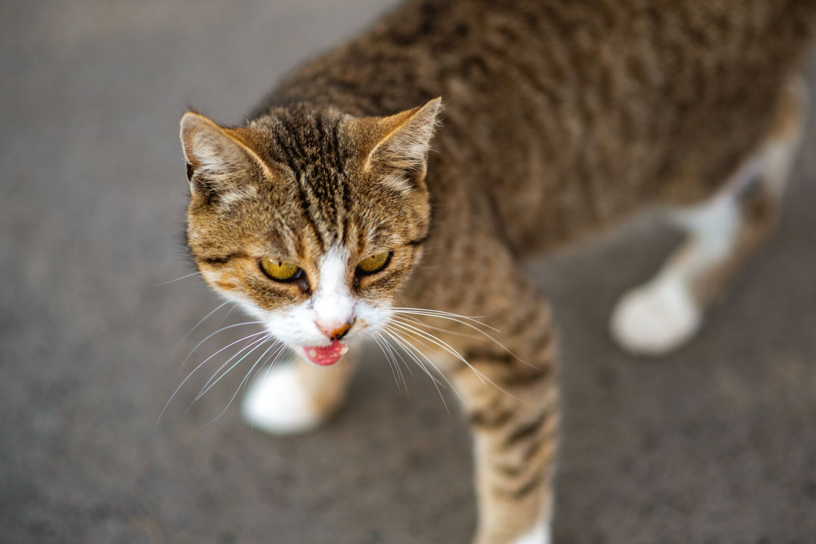 Nikon D750 sample photo. Cat, kitten, pet photography