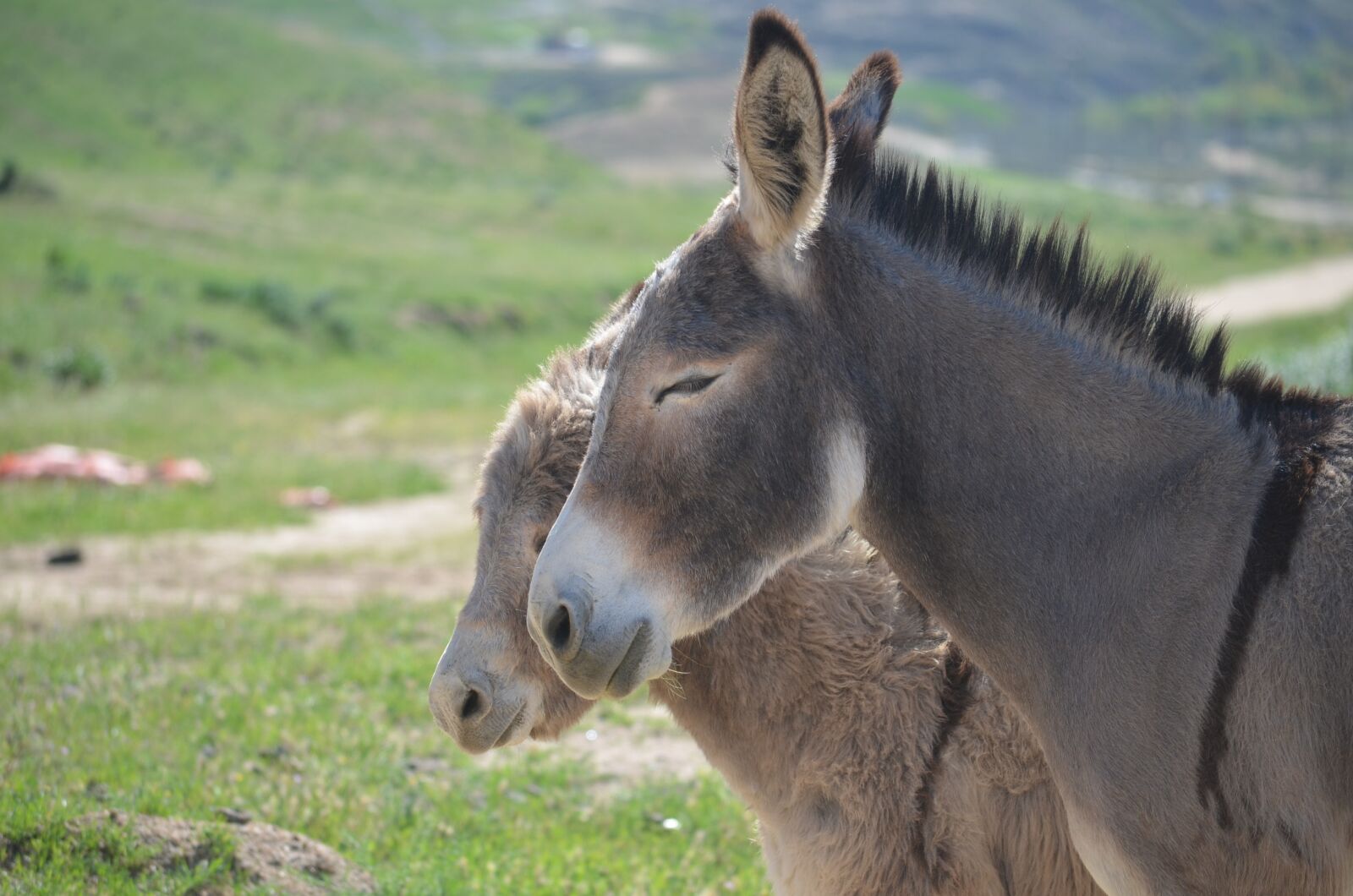 Nikon D5100 sample photo. Wild burros, animal, mammal photography