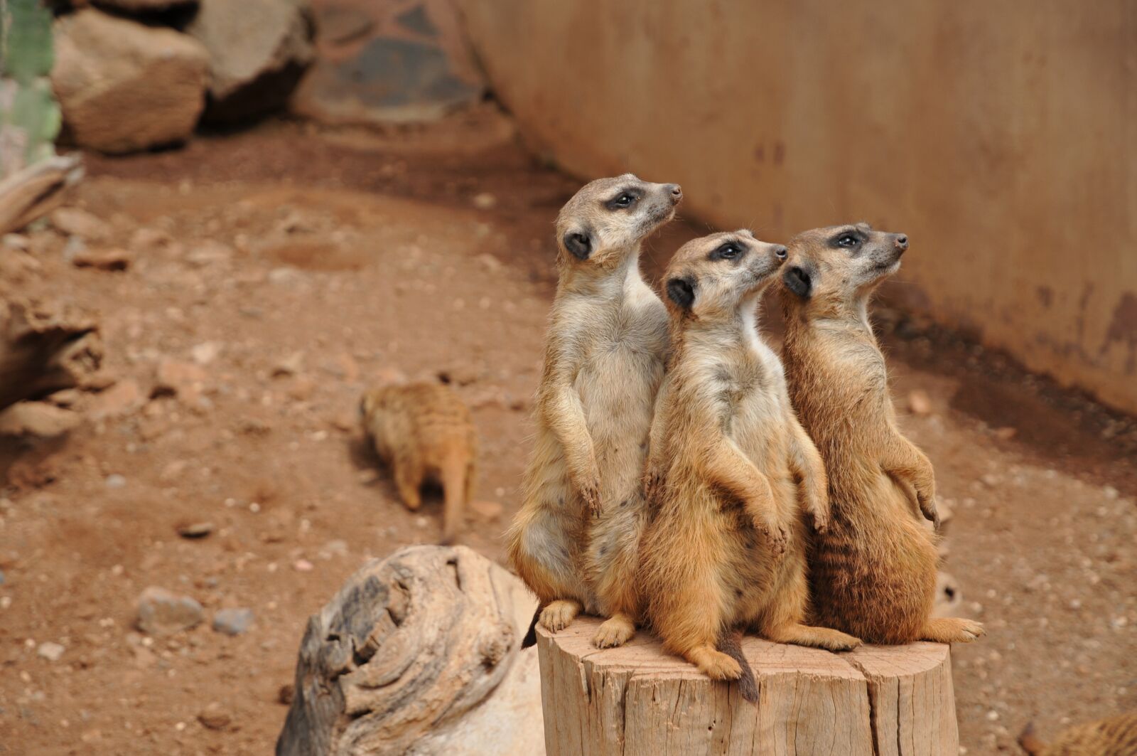 Nikon D300S sample photo. The national park, zoo photography