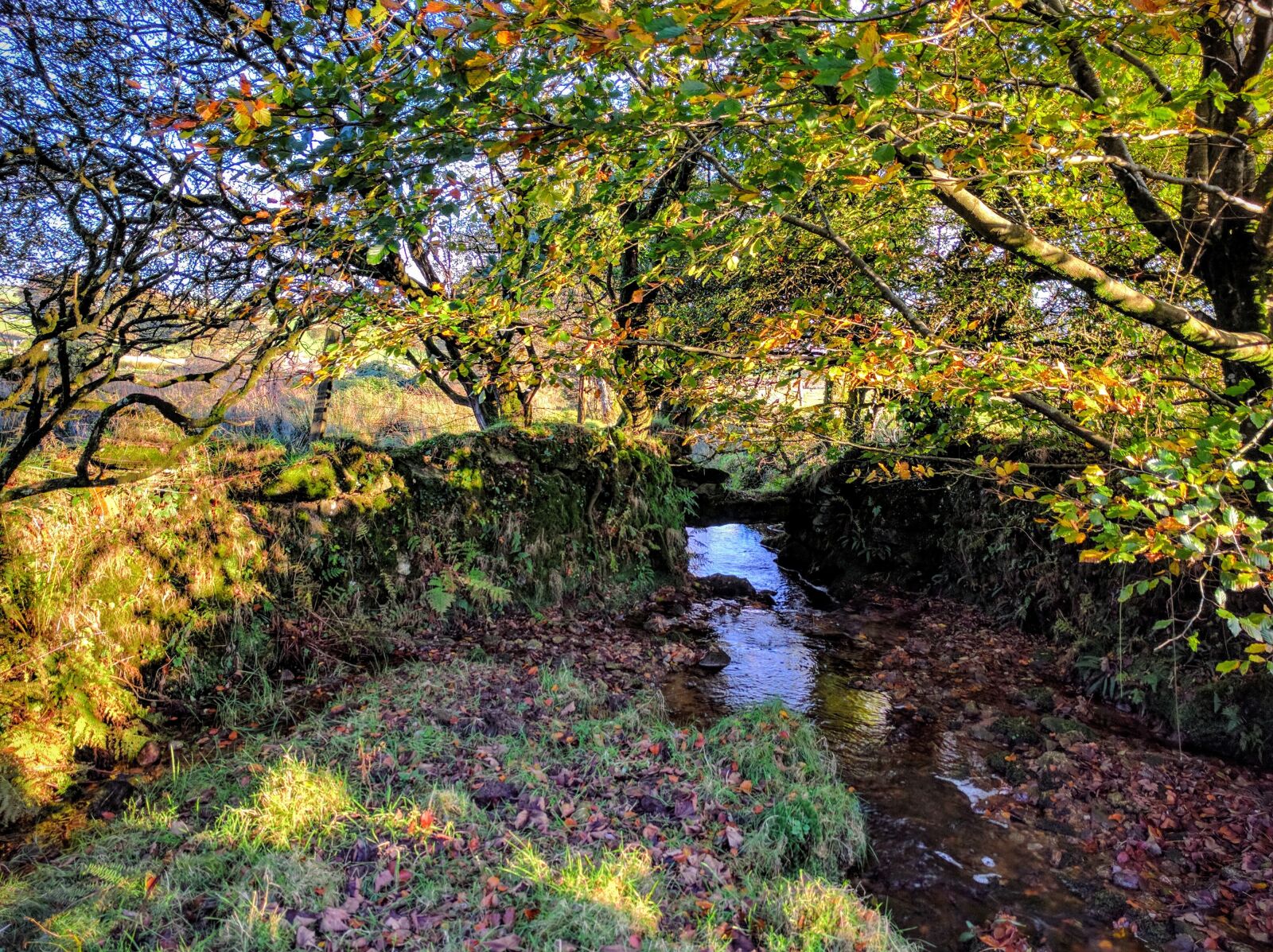 Google Nexus 6P sample photo. Stream, countryside, autumn photography