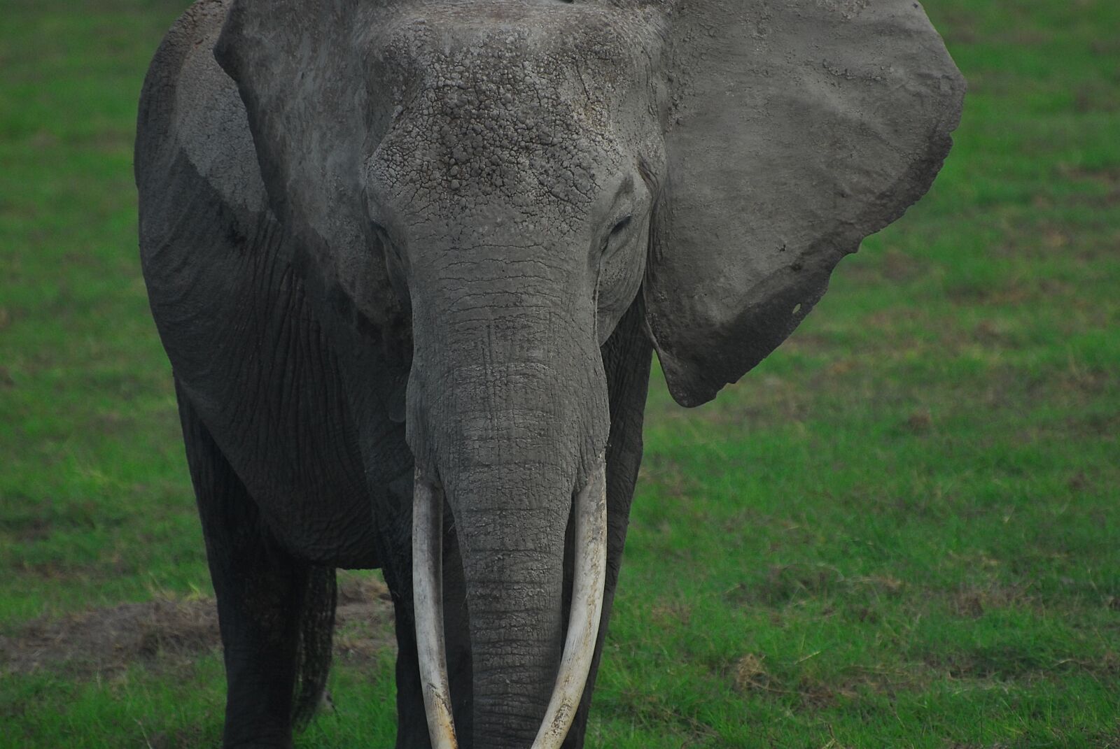 Nikon D200 sample photo. Elephant, ivory, safari photography