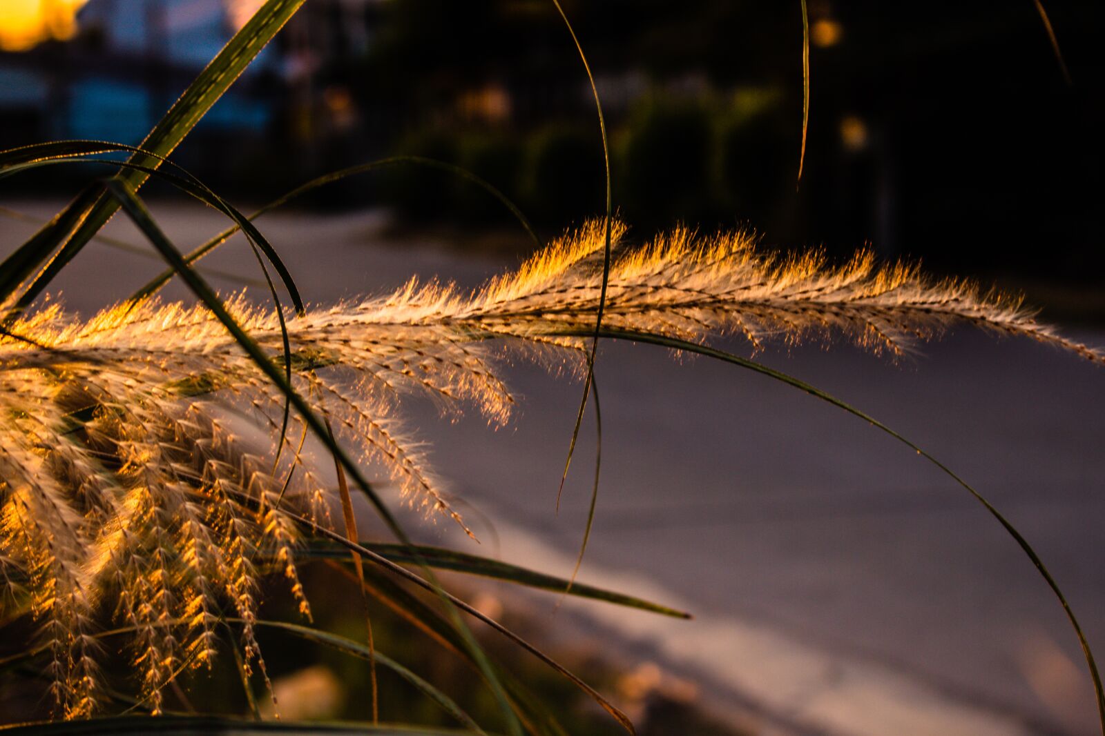 Canon EOS 700D (EOS Rebel T5i / EOS Kiss X7i) sample photo. Sky, west, grass photography