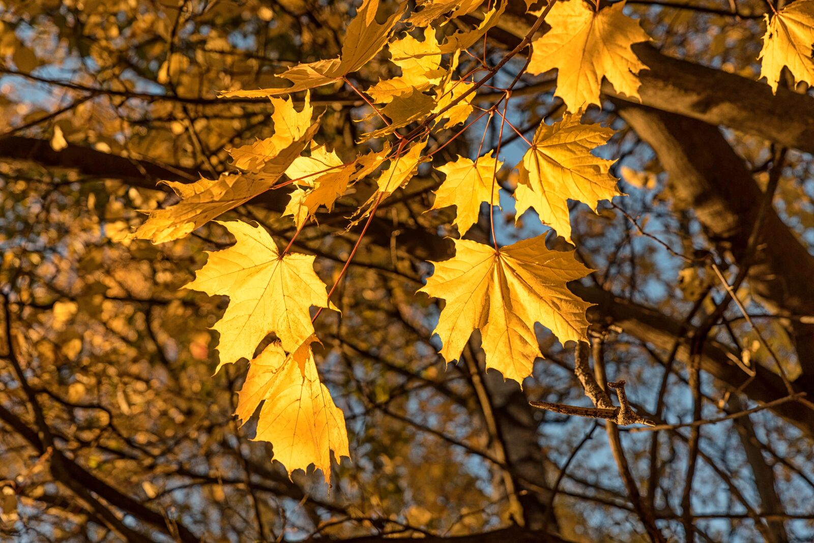 Tamron SP 24-70mm F2.8 Di VC USD sample photo. Leaves, autumn, nature photography