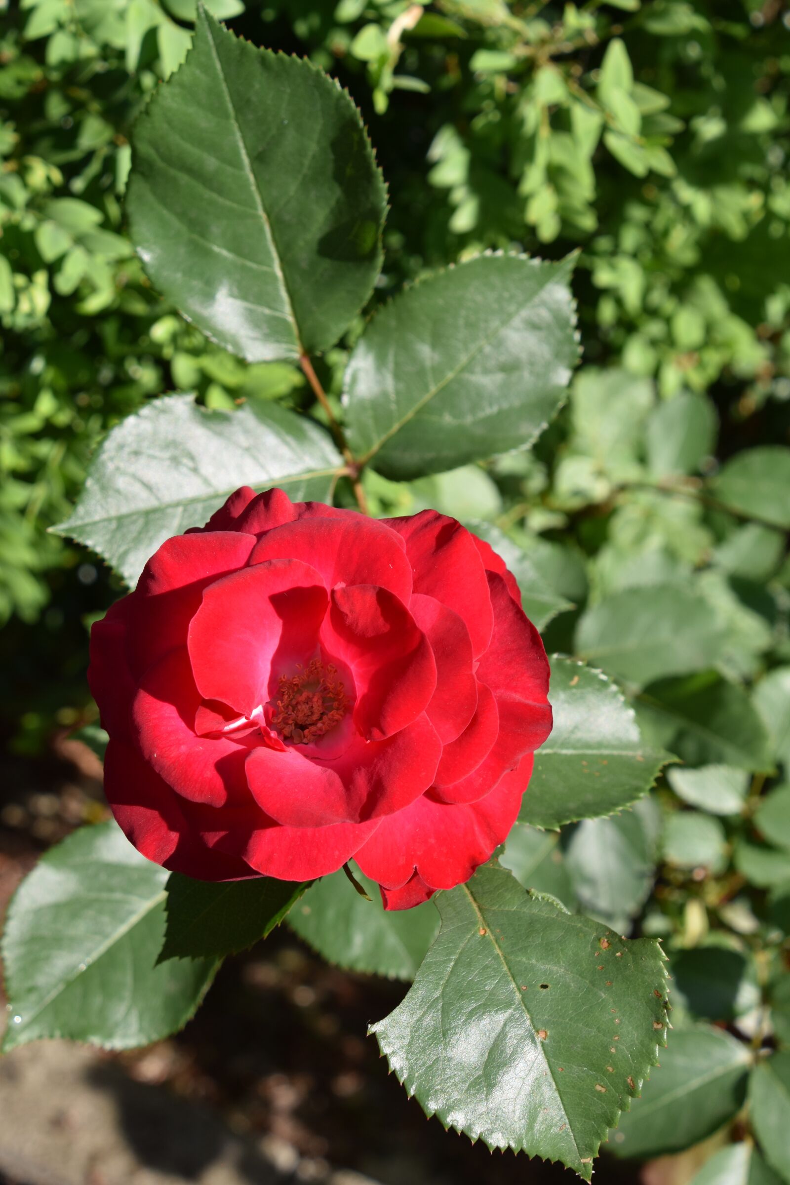 Nikon D5600 sample photo. Flower, pink, red photography