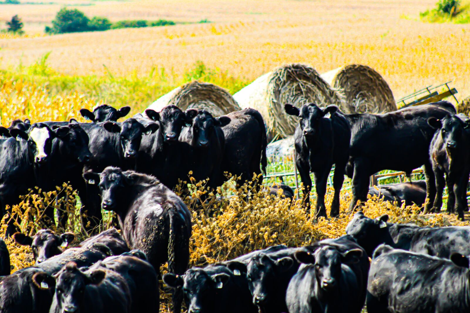 EF75-300mm f/4-5.6 sample photo. Cows, cattle, farm photography