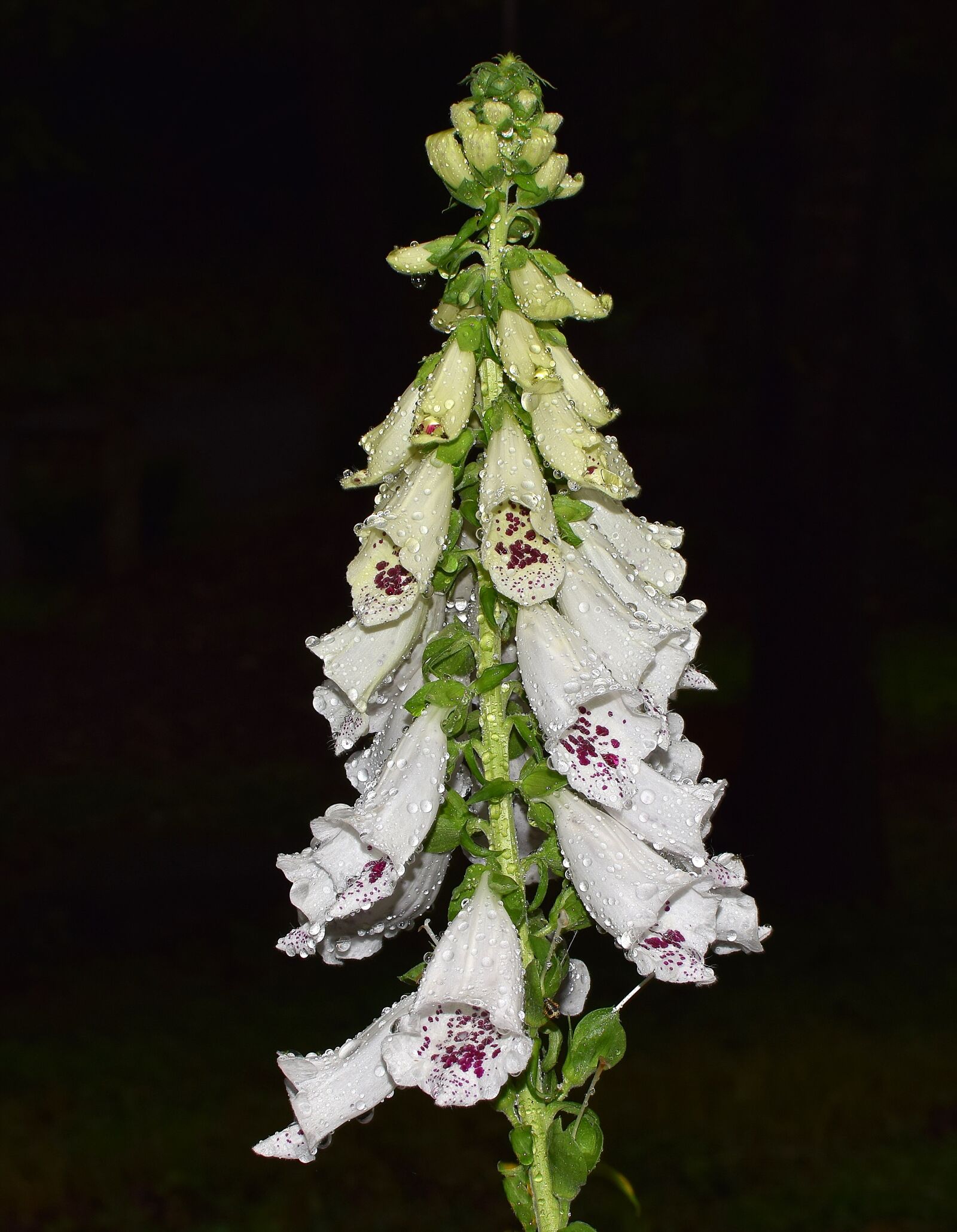 Nikon D3300 sample photo. Rain-wet foxgloves, rain-wet, rain photography