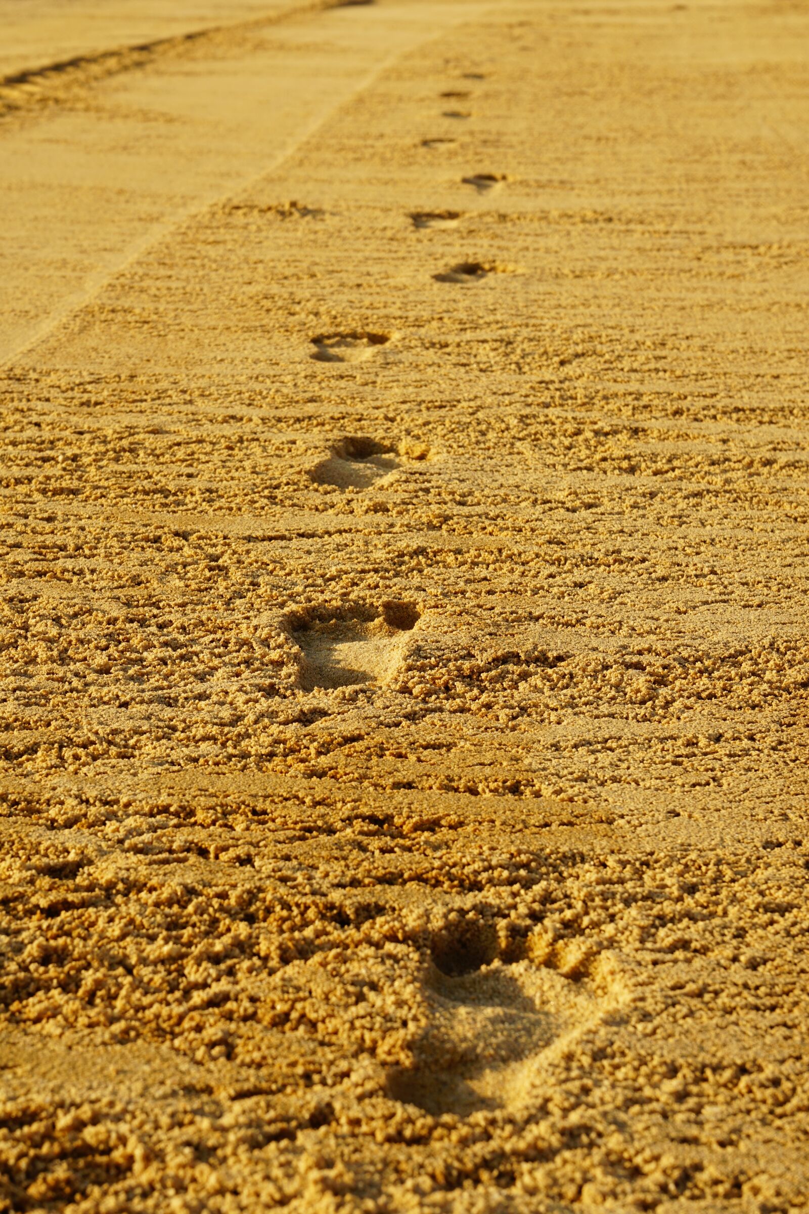 Sony a6300 sample photo. Footprints, sand, barefoot photography