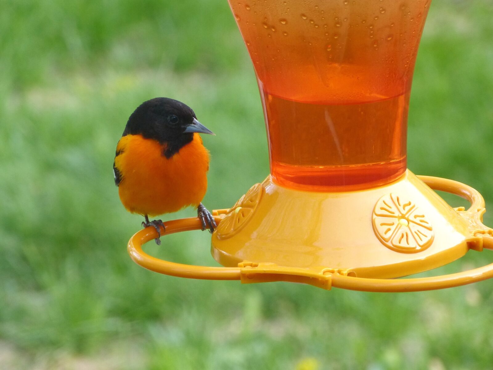 Panasonic Lumix DMC-FZ150 sample photo. Baltimore oriole, bird, orange photography
