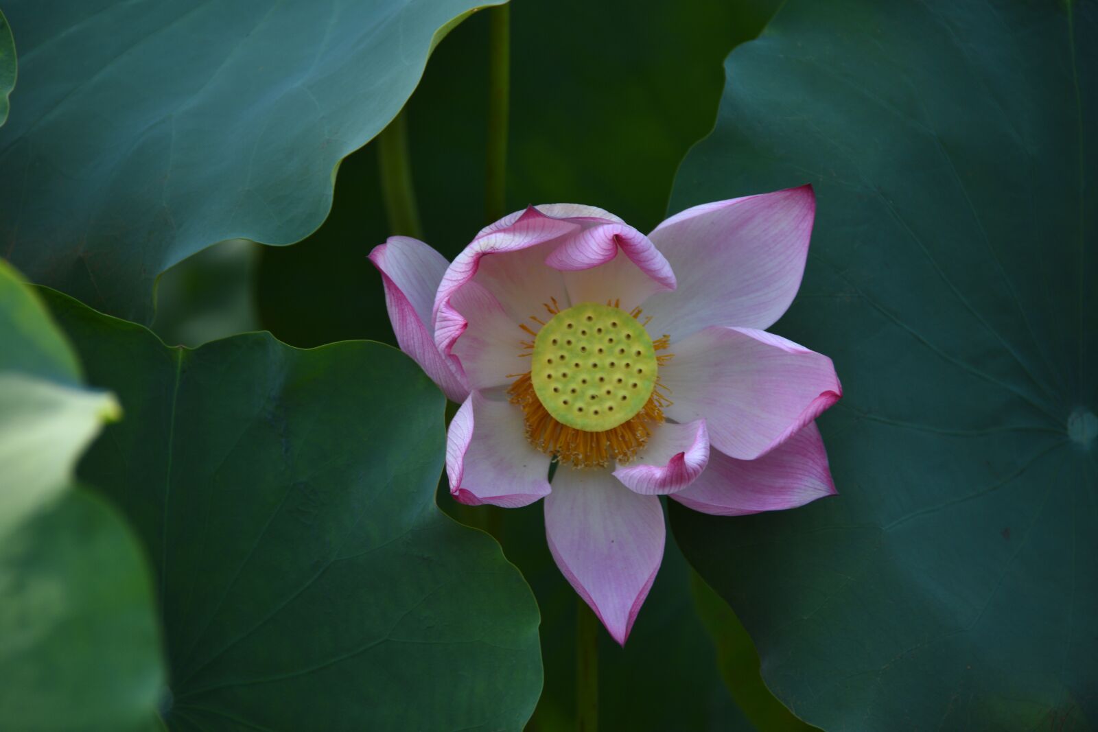 Nikon D7200 sample photo. Lotus, flower, plant photography