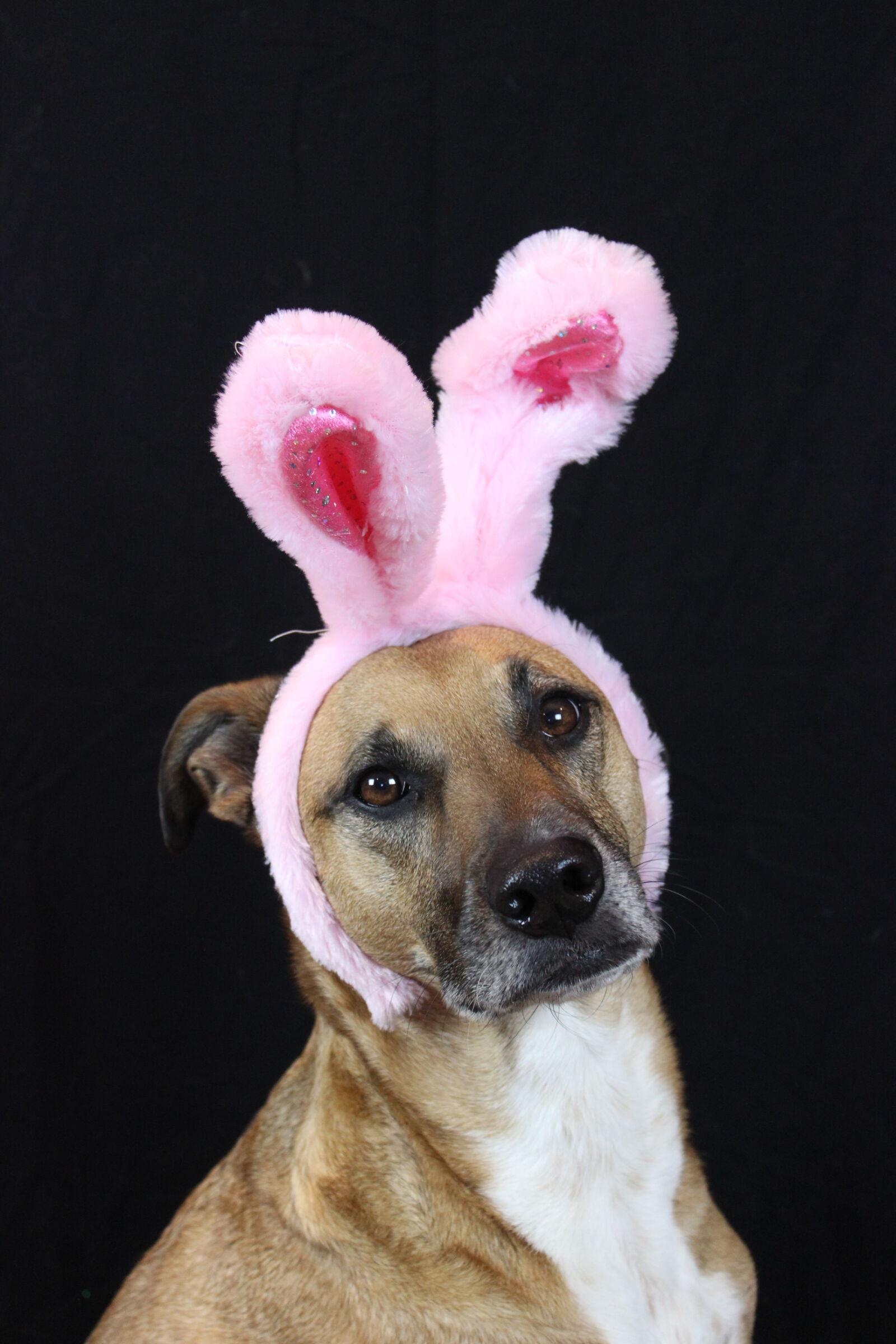 Canon EOS 1200D (EOS Rebel T5 / EOS Kiss X70 / EOS Hi) sample photo. Easter, puppy photography