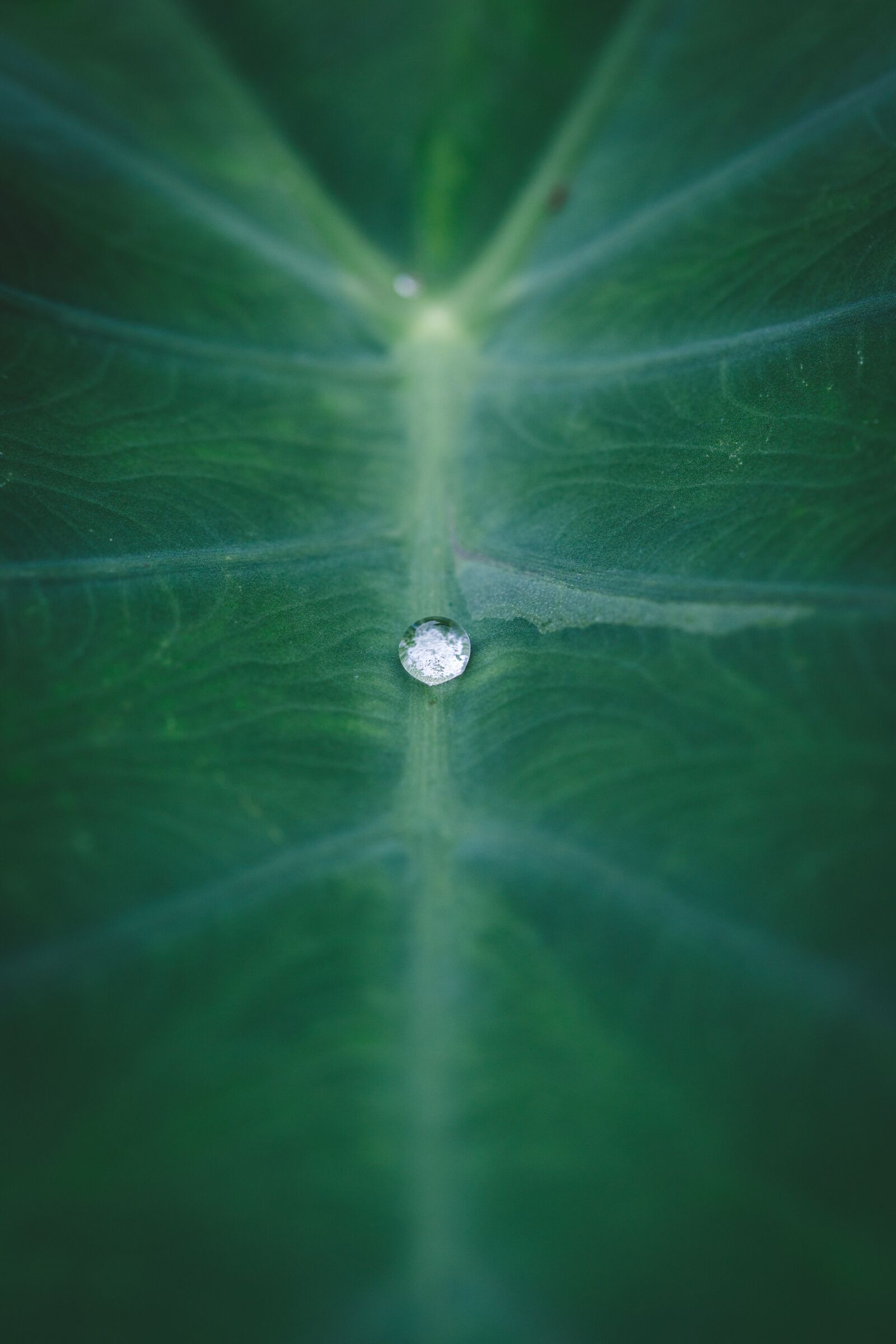 Canon EF 100mm F2.8L Macro IS USM sample photo. Macro, green, leaf photography